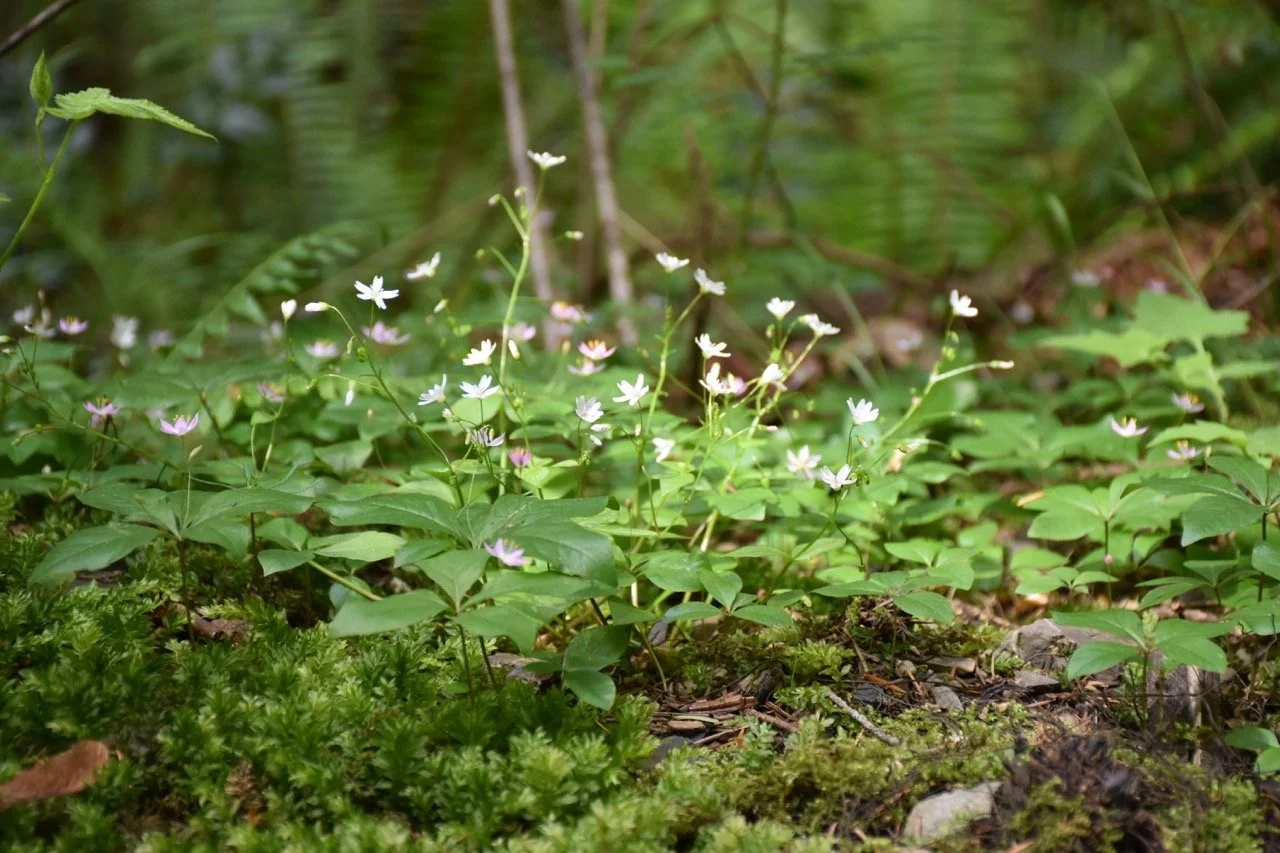 Friend to the Forest: Pollinators in Your Backyard