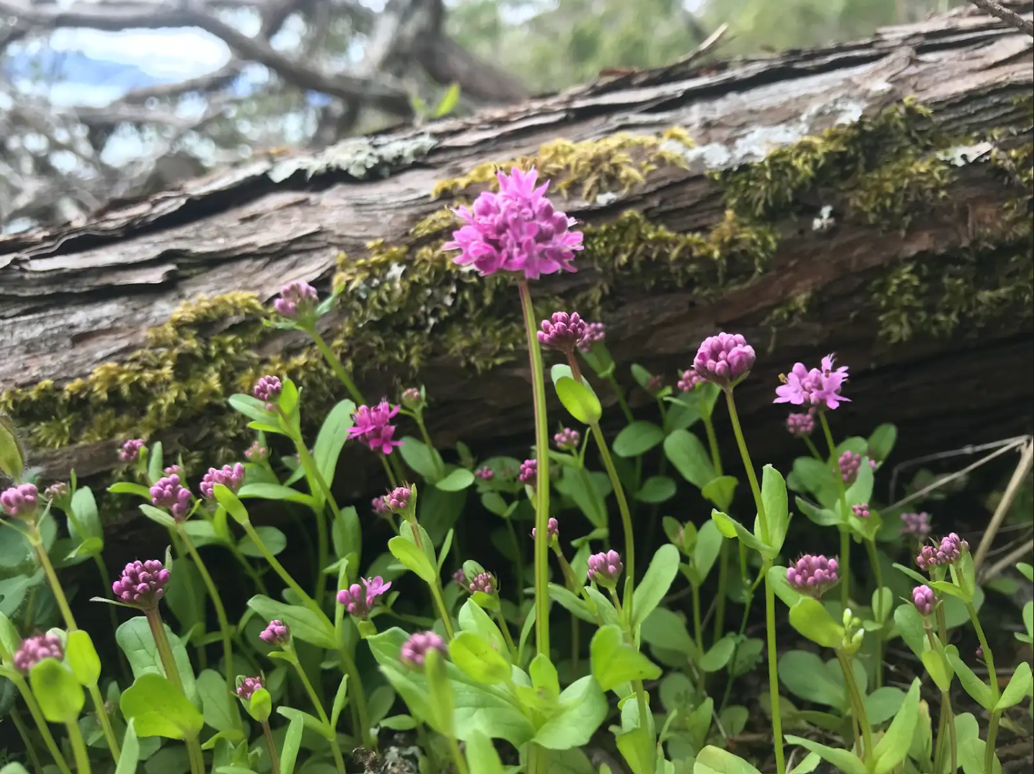 Friend to the Forest: Pollinators in Your Backyard
