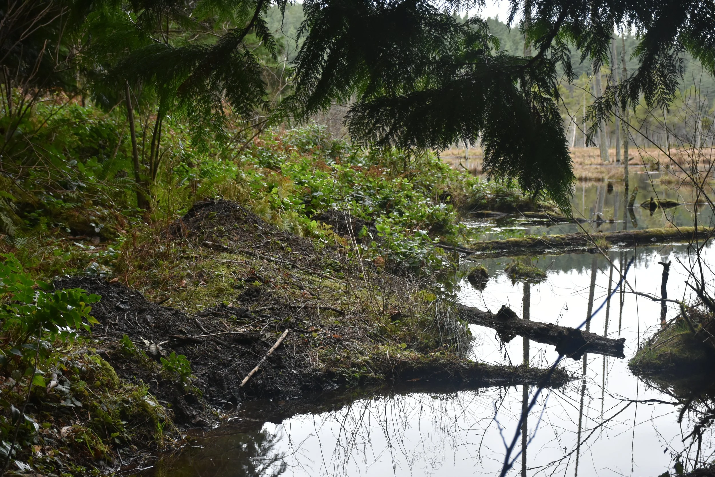 Friend to the Forest: Protecting the Health of our Local Waterways