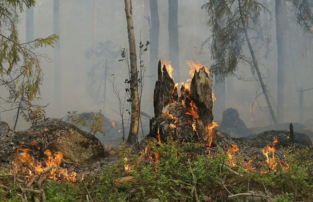 Friend to the Forest: Wildfire Resilence