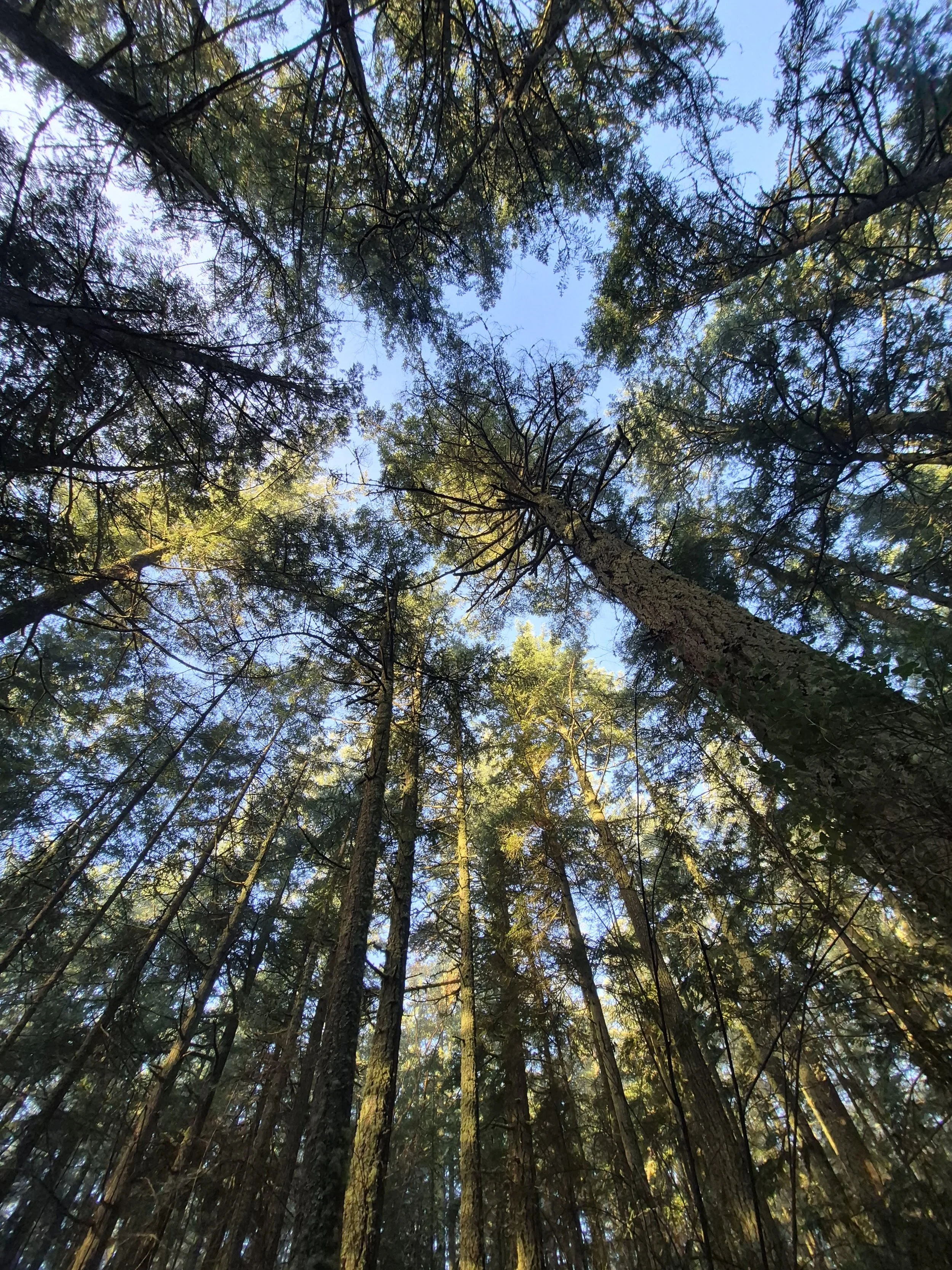 September Family Hike: Trees!