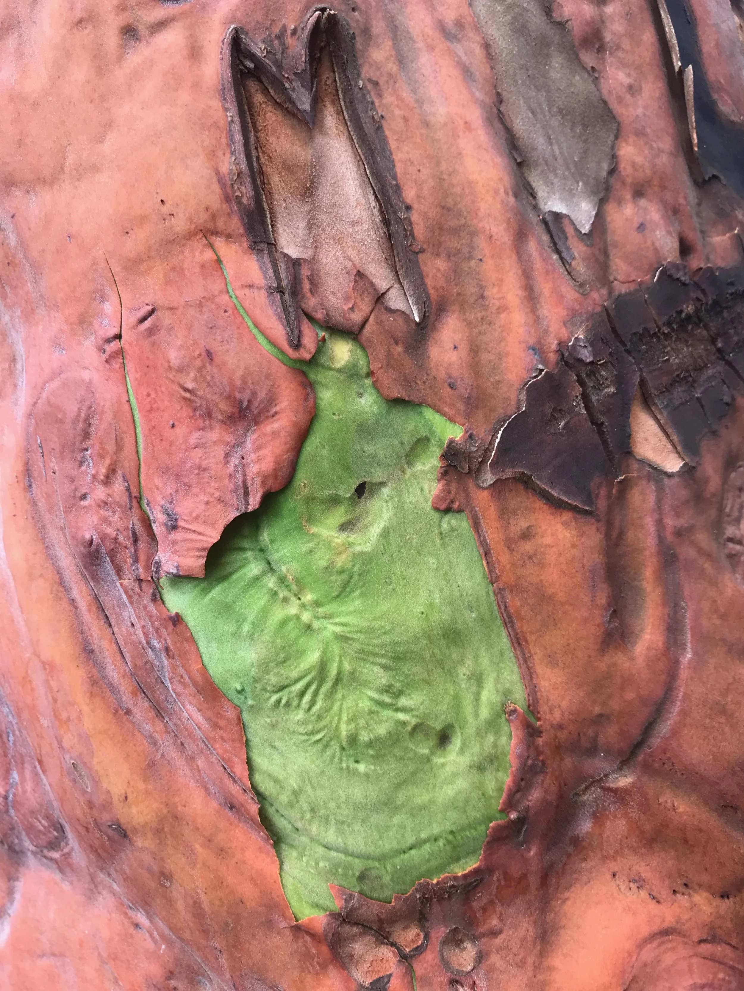 Community Hike: Art in the Forest (with MoNA!)