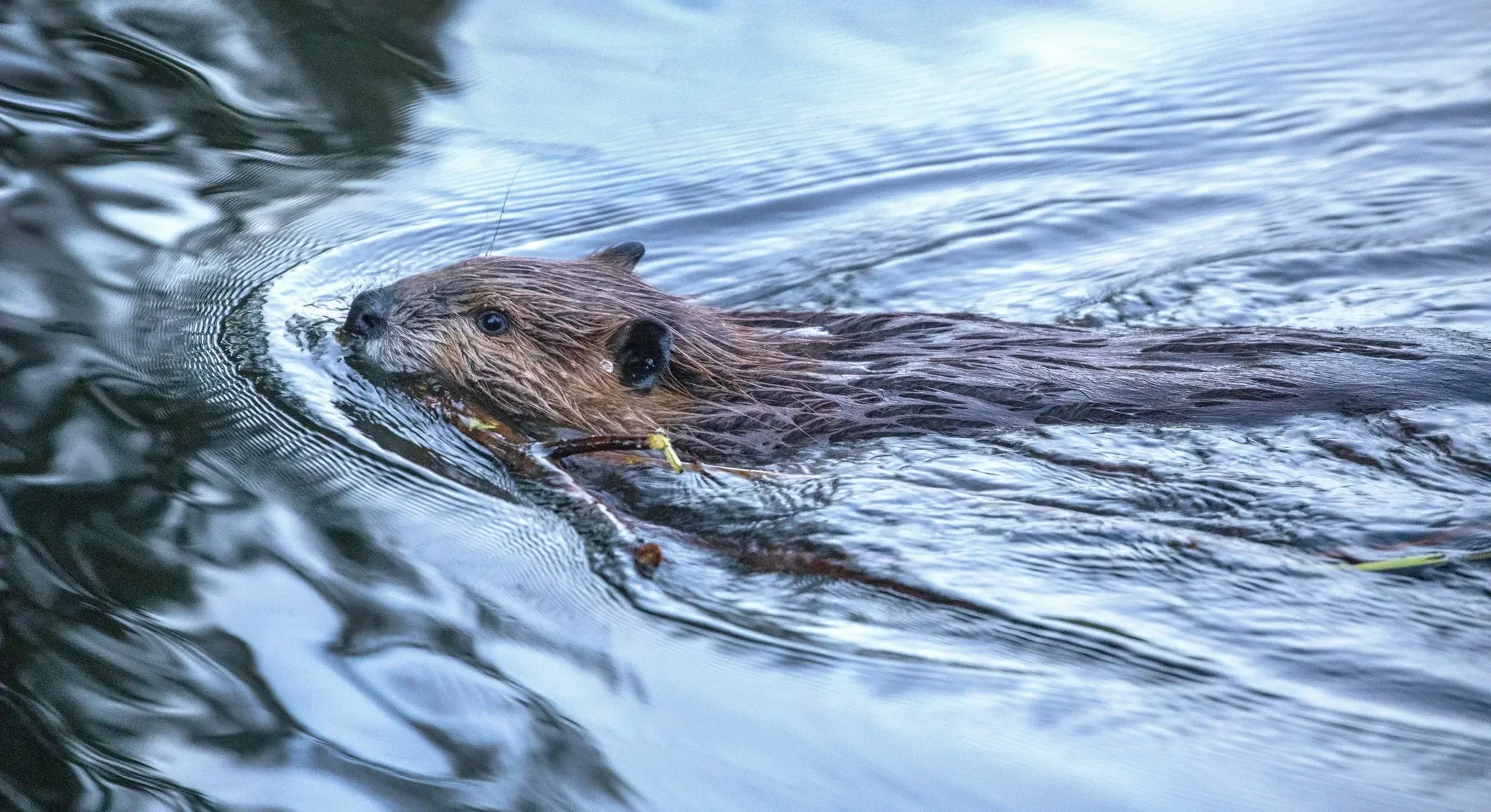 Family Hike: Beavers!