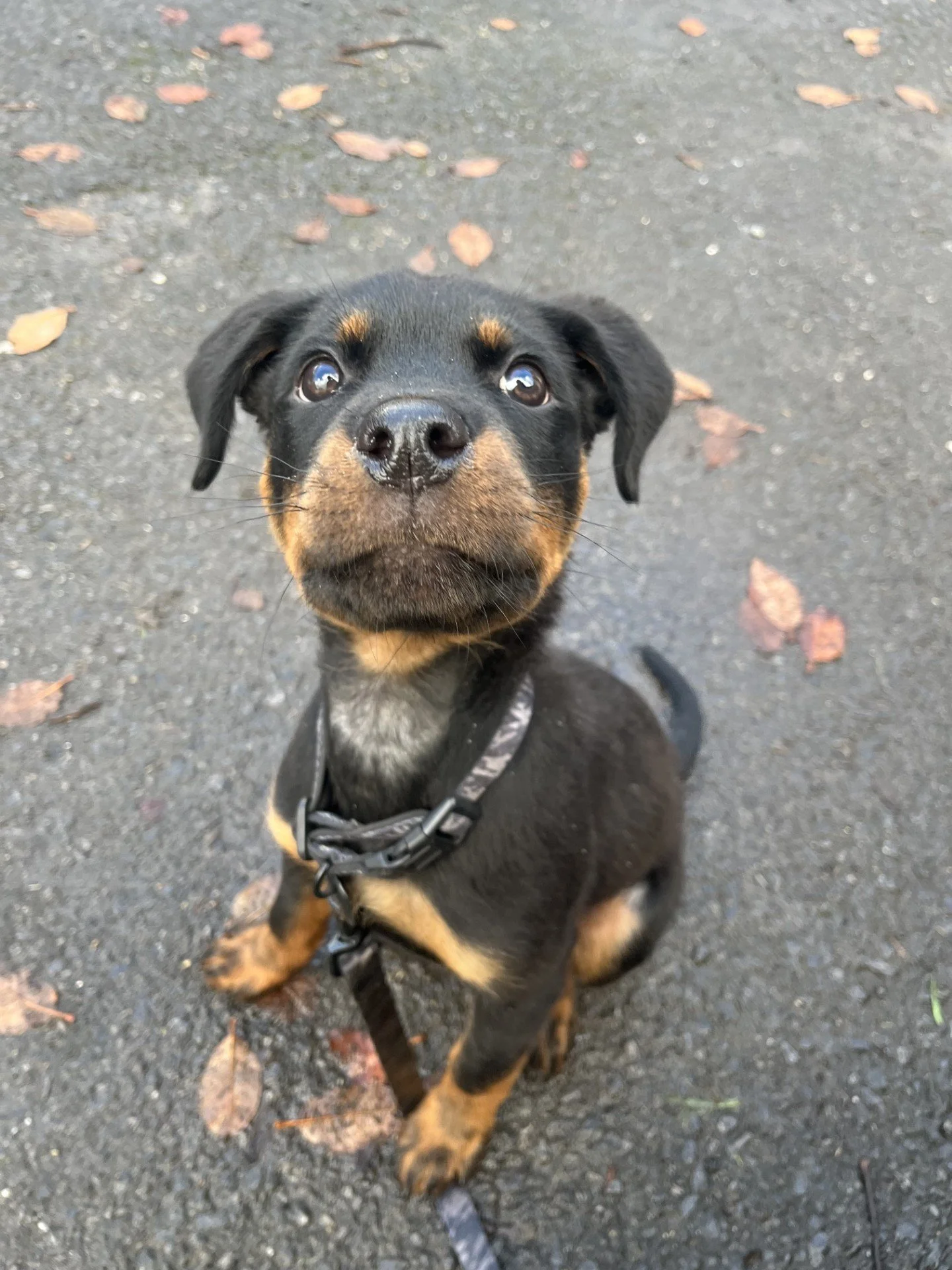 pup (ernie rottie).jpg