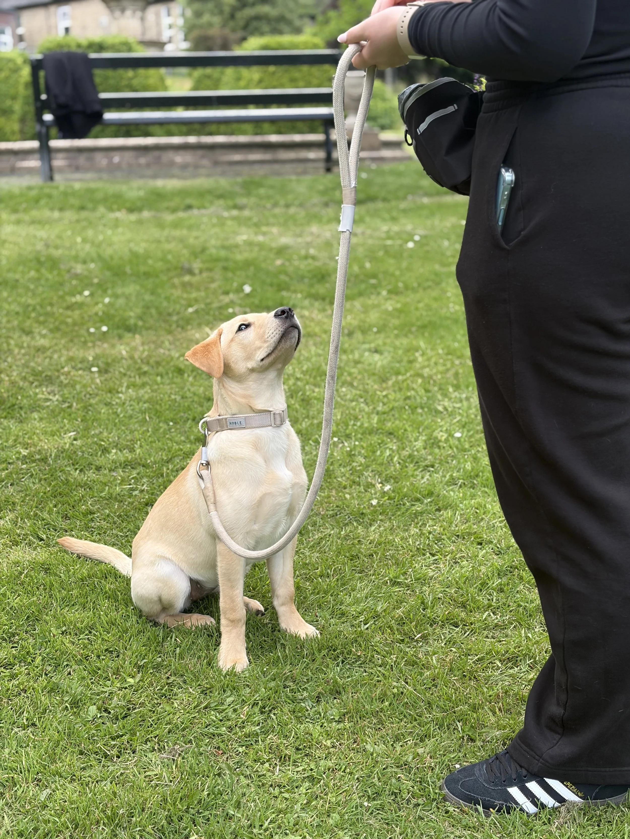 Perfect Puppy Course - August