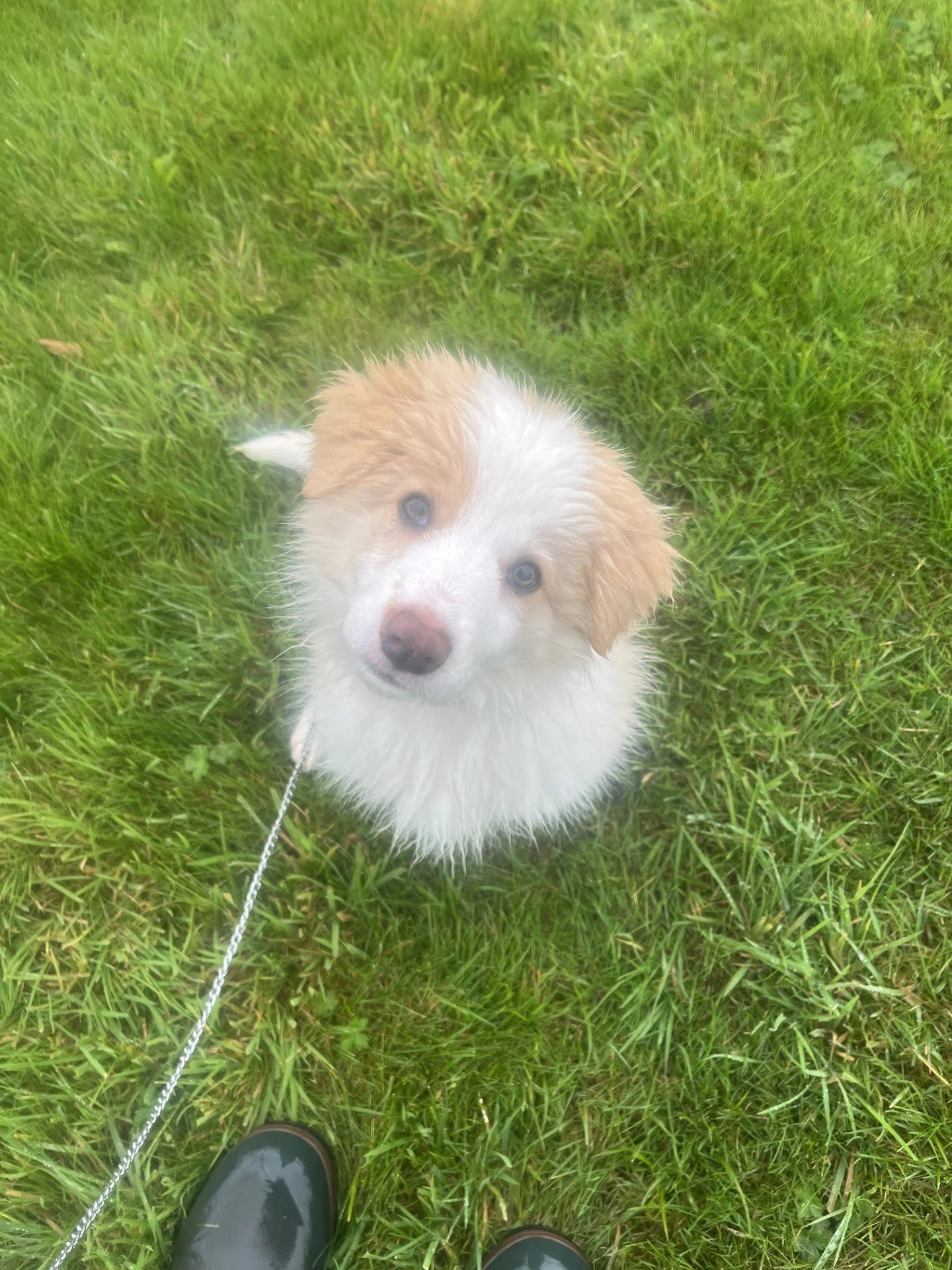 pup (bubu).jpg