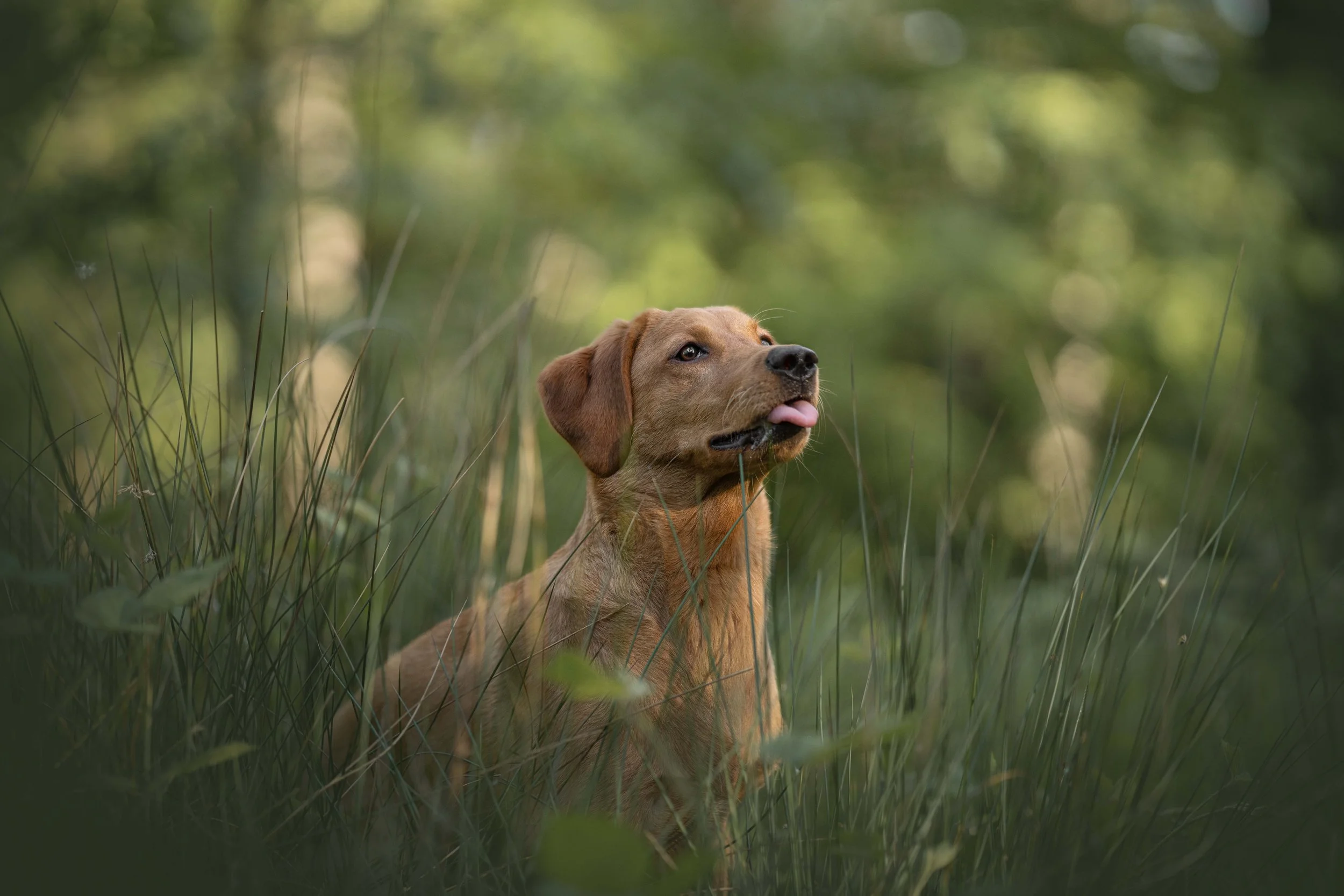 Lucie pic - maggie tongue.JPG