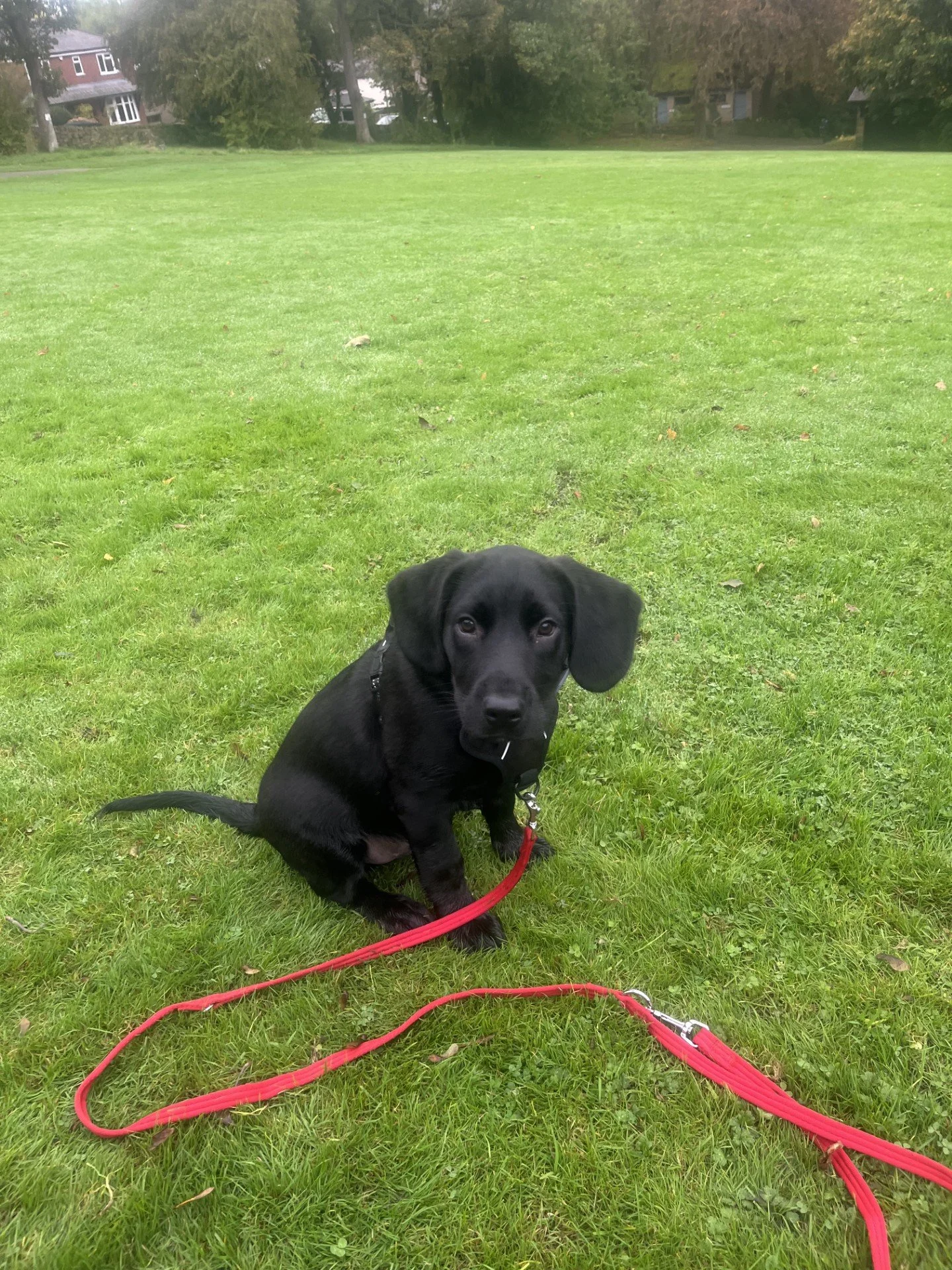 pup (ozzy springerdor).jpg