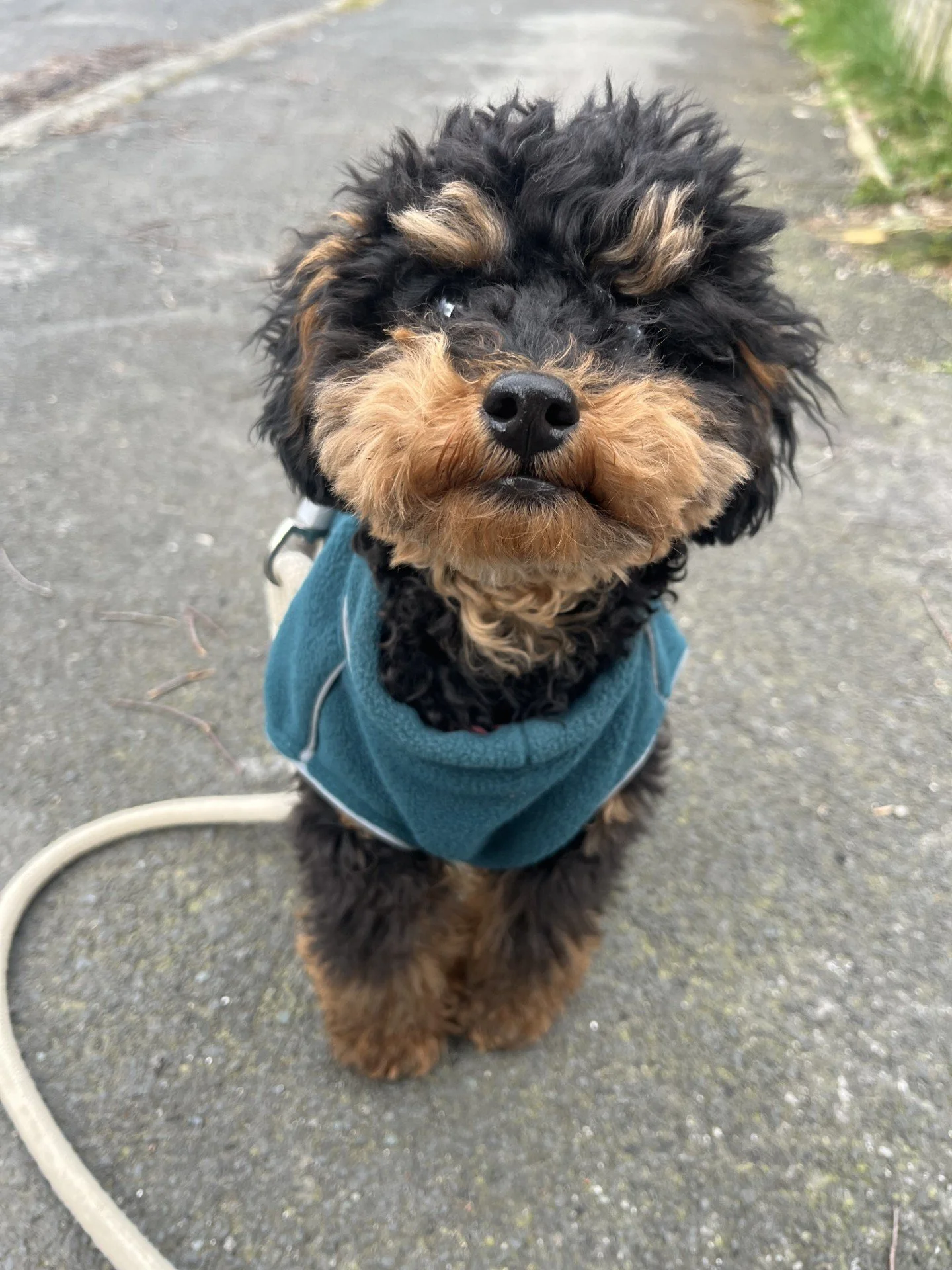 pup (cockerpoo).jpg