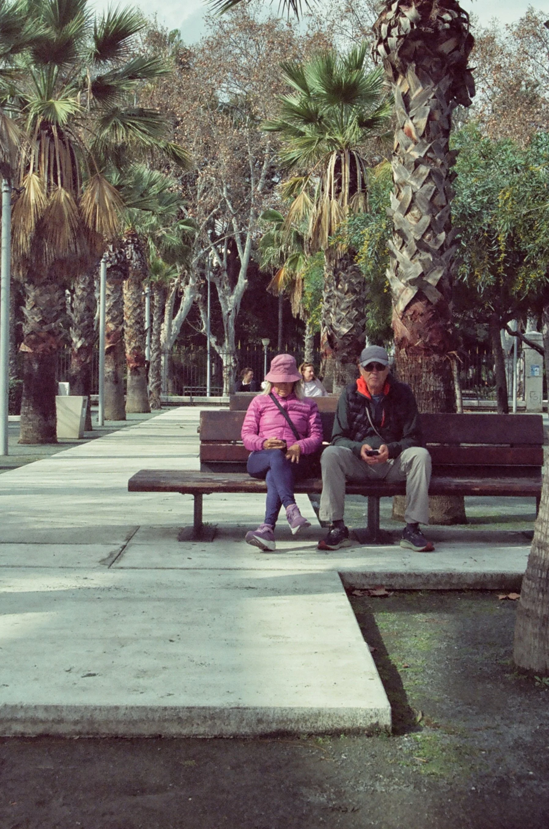 Two people sitting on a park bench surrounded by palm trees and other trees, with a sidewalk in the foreground.