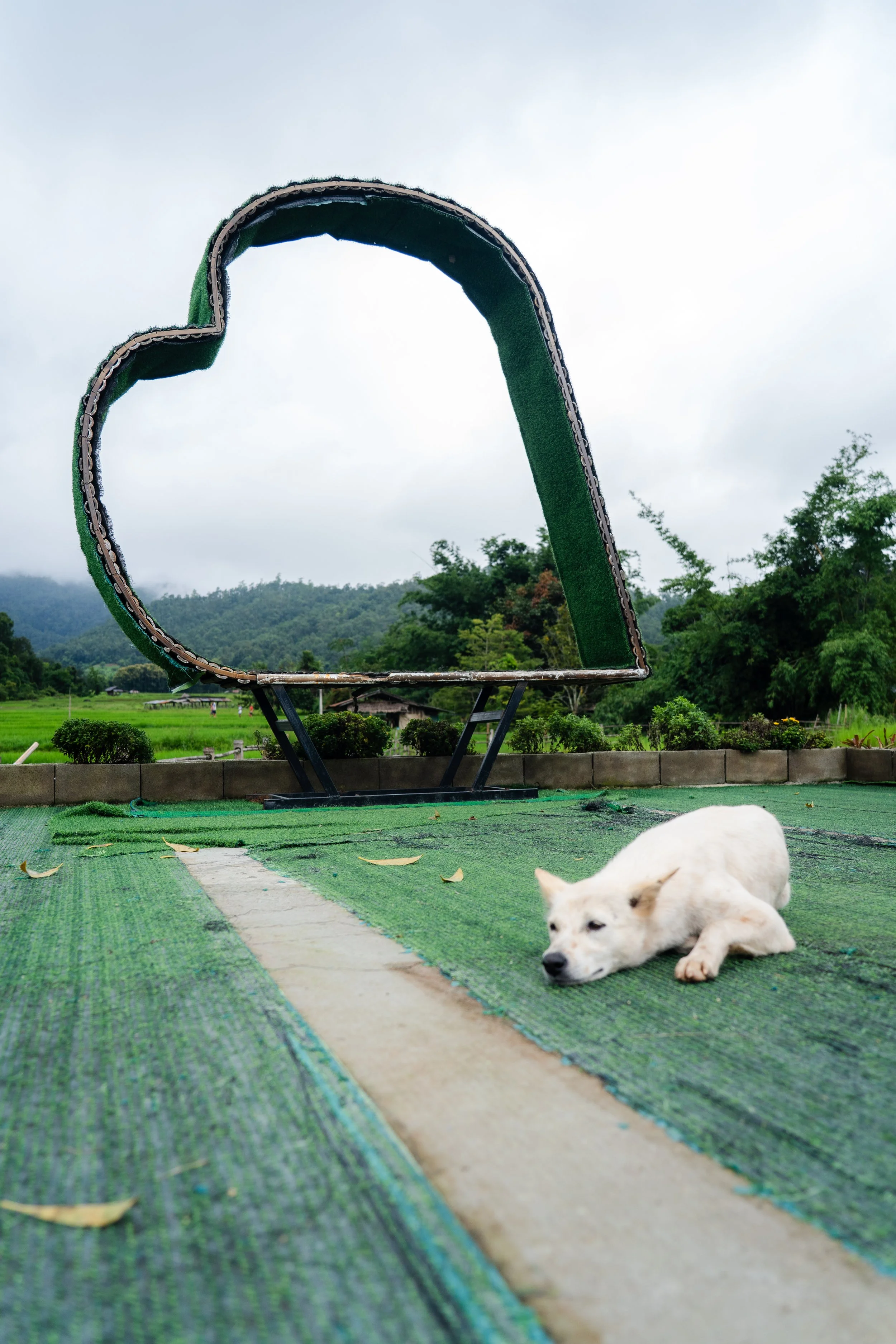 Dogs of Thailand-7.jpg