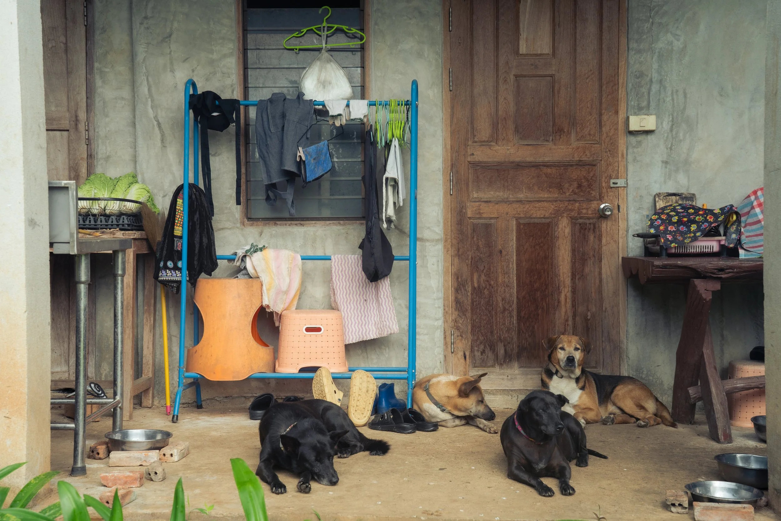 Dogs of Thailand-11.jpg