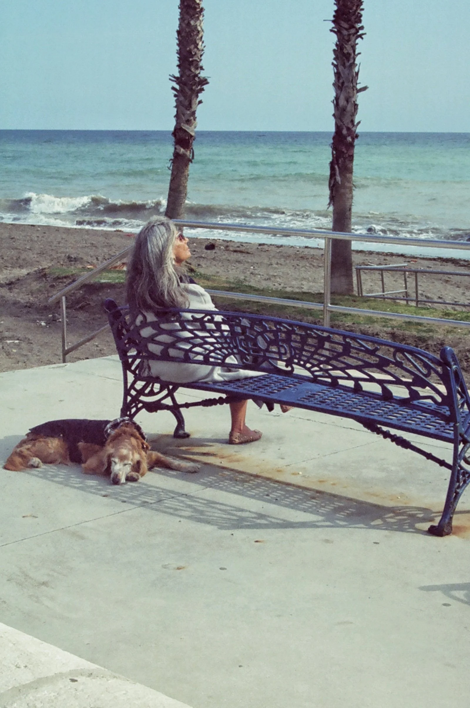 A woman with long gray hair sitting on a decorative metal park bench, looking out at the ocean. A dog is lying on the ground nearby with its head resting on the concrete sidewalk, with palm trees and waves in the background.