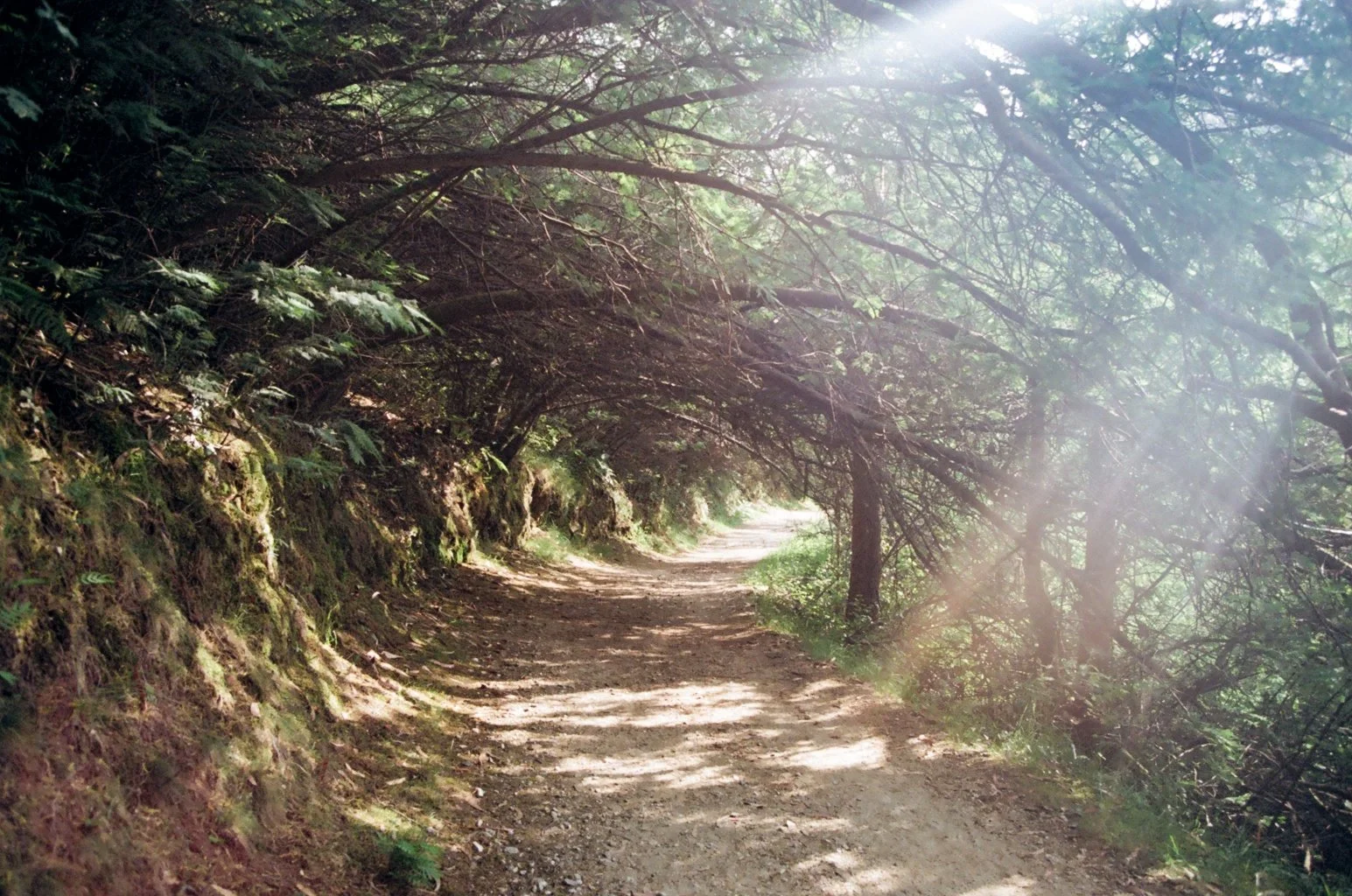 Dirt trail through a forest with overhanging trees and sunlight filtering through the leaves.