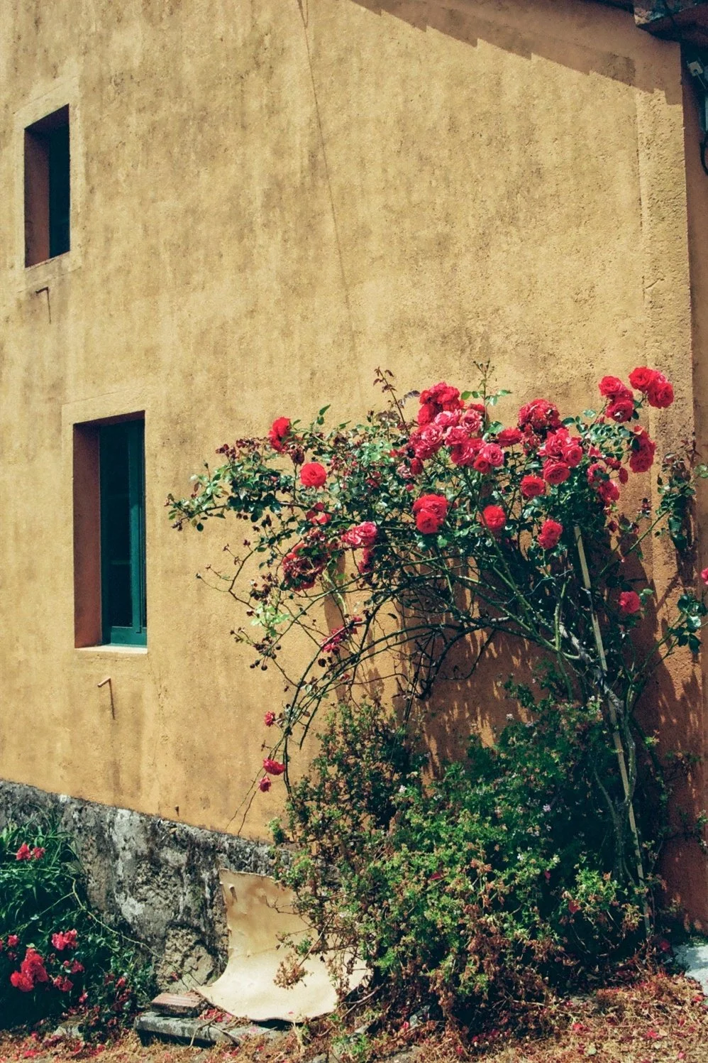 A yellow stucco wall with two small windows, and a large bush of pink roses growing against the wall.
