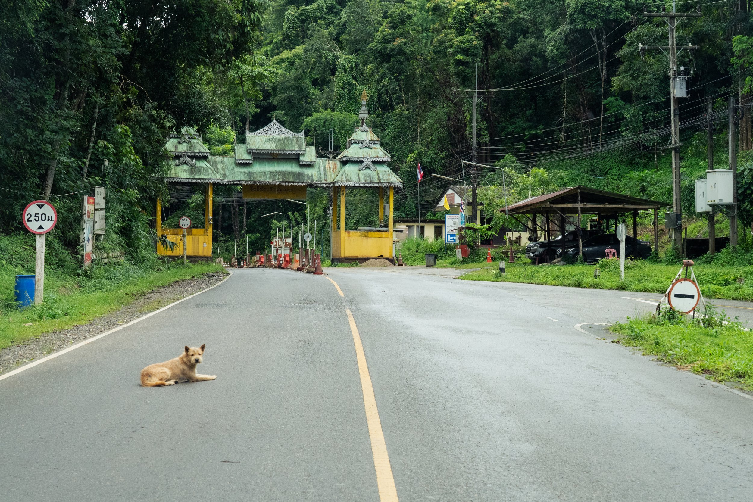 Dogs of Thailand-5.jpg