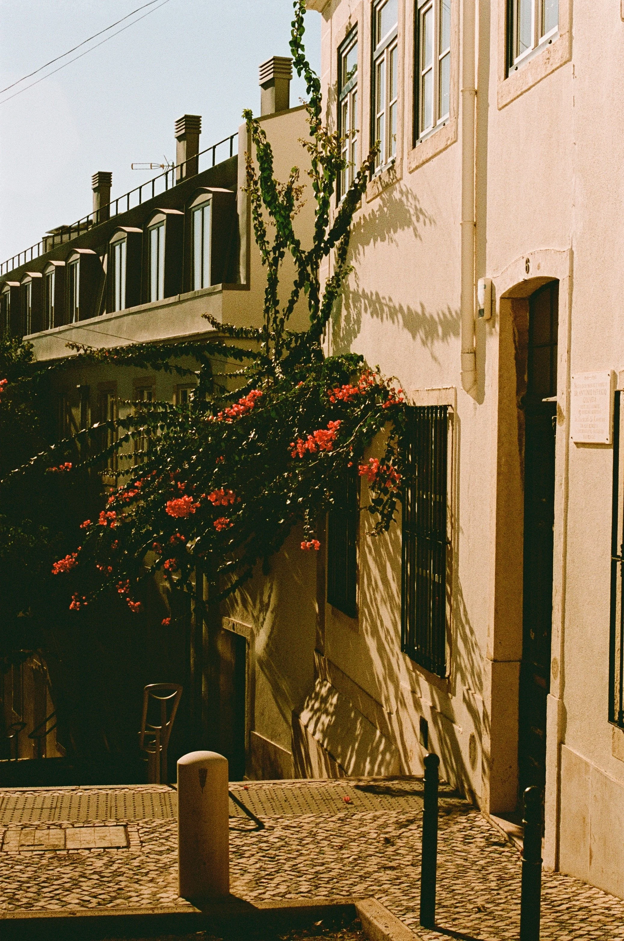 Sunlit street scene with a building, pink flowering vine, and shadows cast by the vine on the wall.