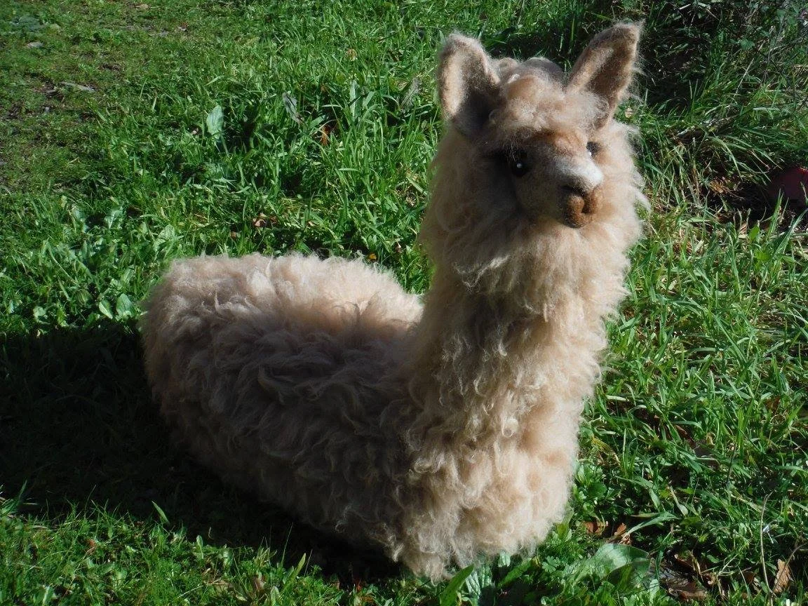 A hand felted 3D llama with long, curly fur and pointy ears, sitting on green grass. Made at Monte Frio Alpacas.
