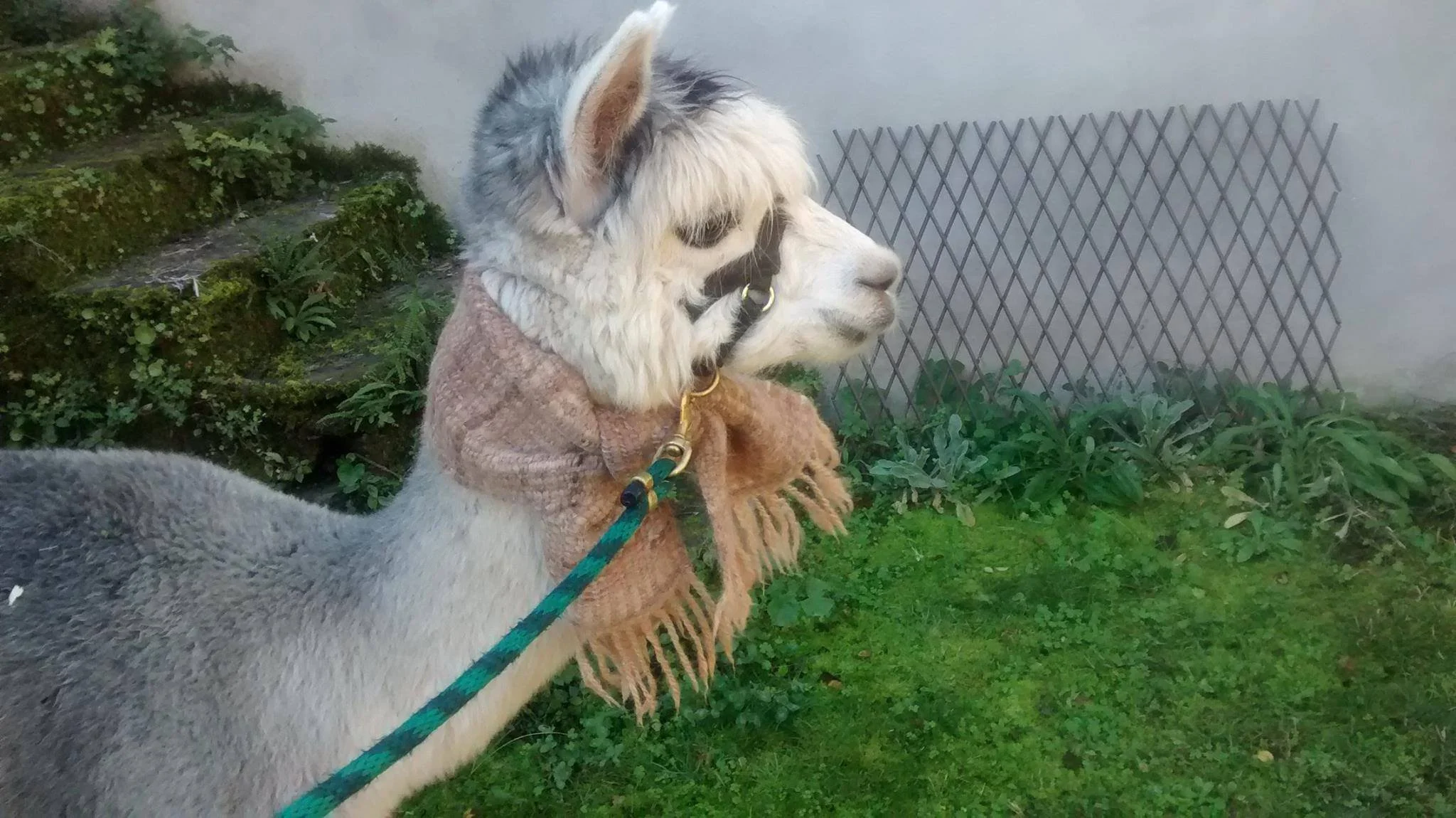 Profile of an alpaca wearing a handmade brown blanket with fringe and a harness, standing outdoors with green grass, plants, a mossy stone, and a metal fence in the background. Made at Monte Frio Alpacas. 