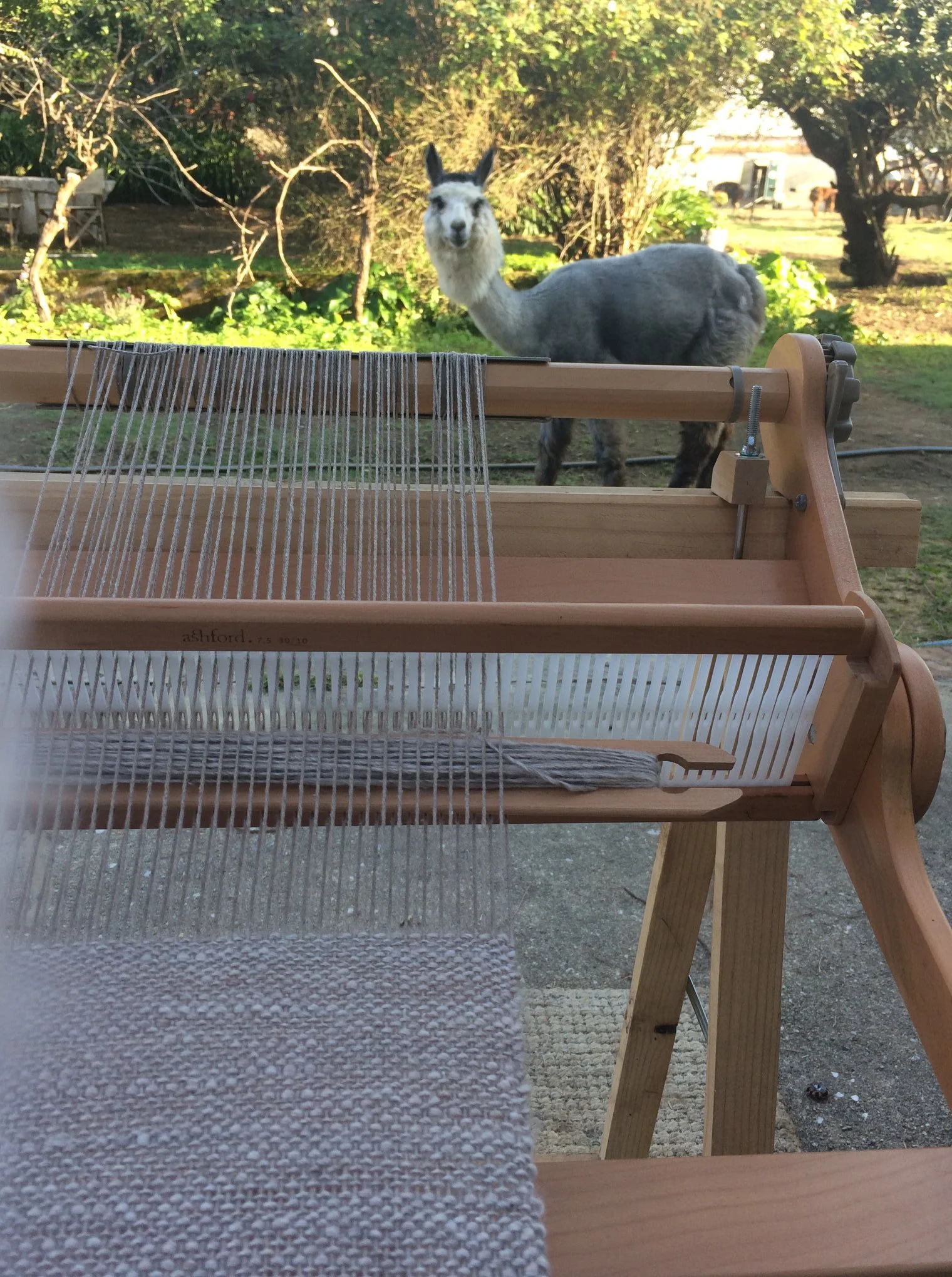 A photo taken showing a weaving loom/spinning wheel and an alpaca in the background outdoors, near trees and in the Monte Frio Alpacas farm.