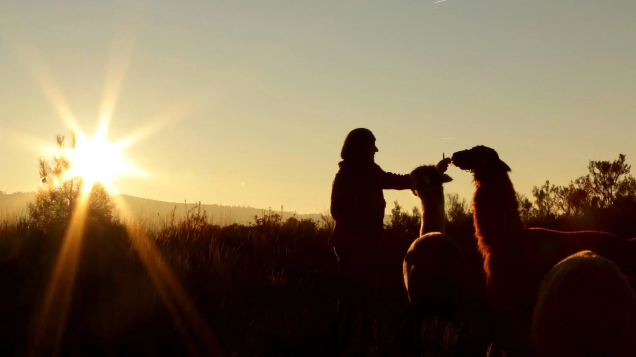 Silhouettes of a person, Lisa, and two alpacas at sunset in an open field, with the sun shining brightly on the left side of the image.