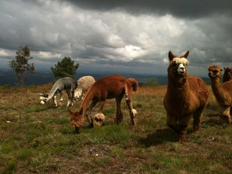Group of alpacas from Monte Frio Alpacas, grazing on a grassy hill under dark, stormy clouds.
