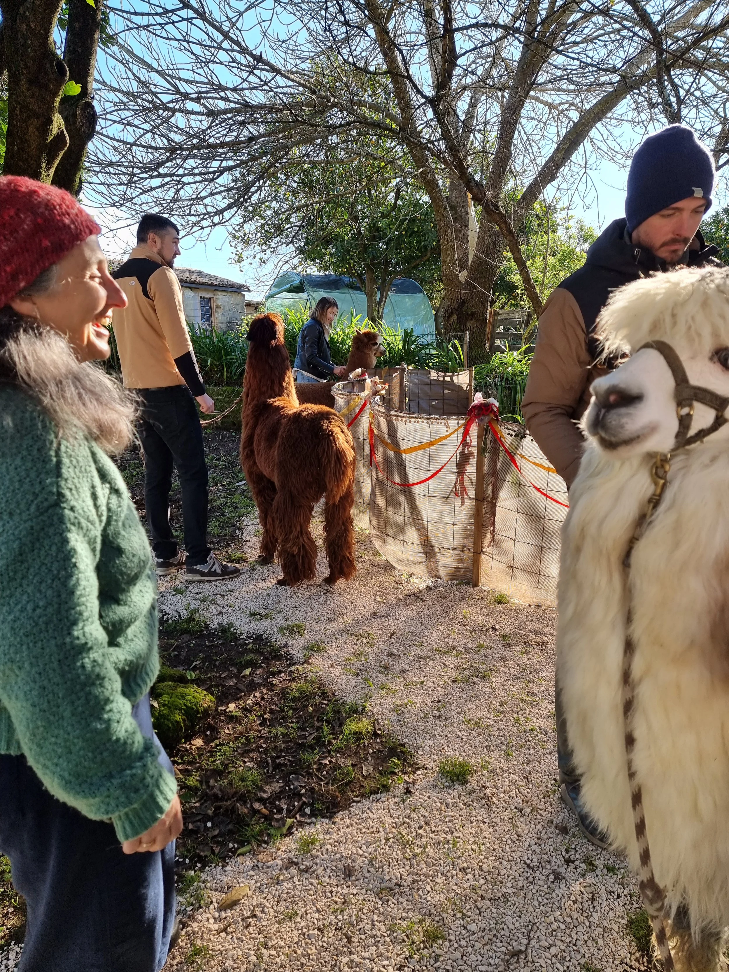 People interacting outdoors with Alpacas, surrounded with trees and a small building in the background of Monte Frio Alpacas.