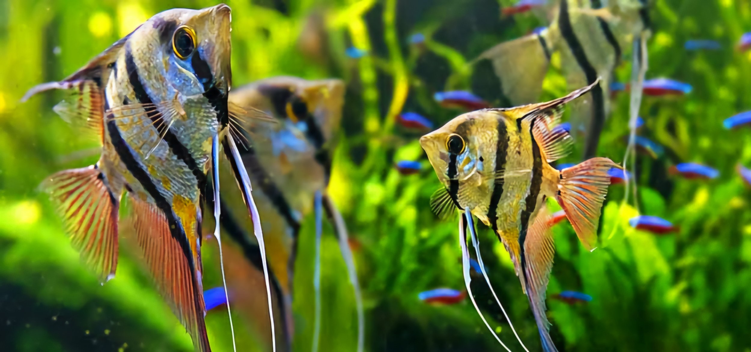 A PRACTICAL ANGELFISH CARE GUIDE: NO EXTENSIVE FISHKEEPING EXPERTISE REQUIRED 
