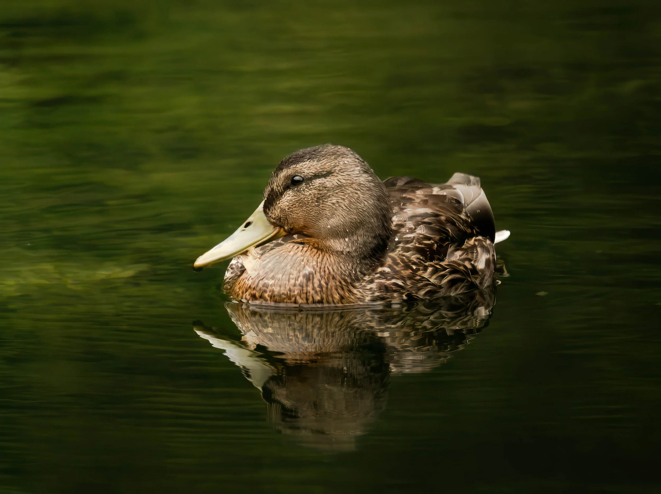 Duck.jpg