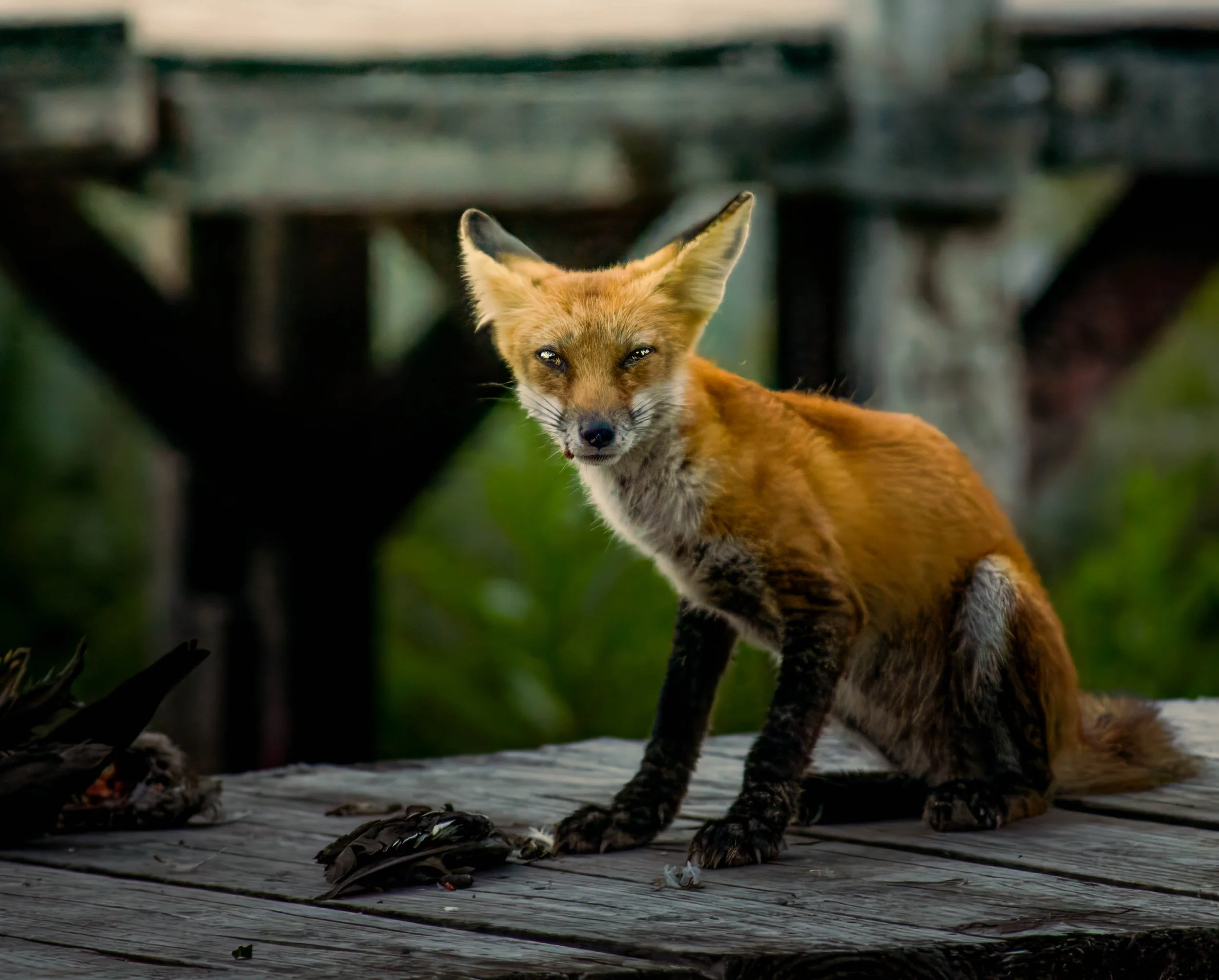 Fox re-edit-555.jpg