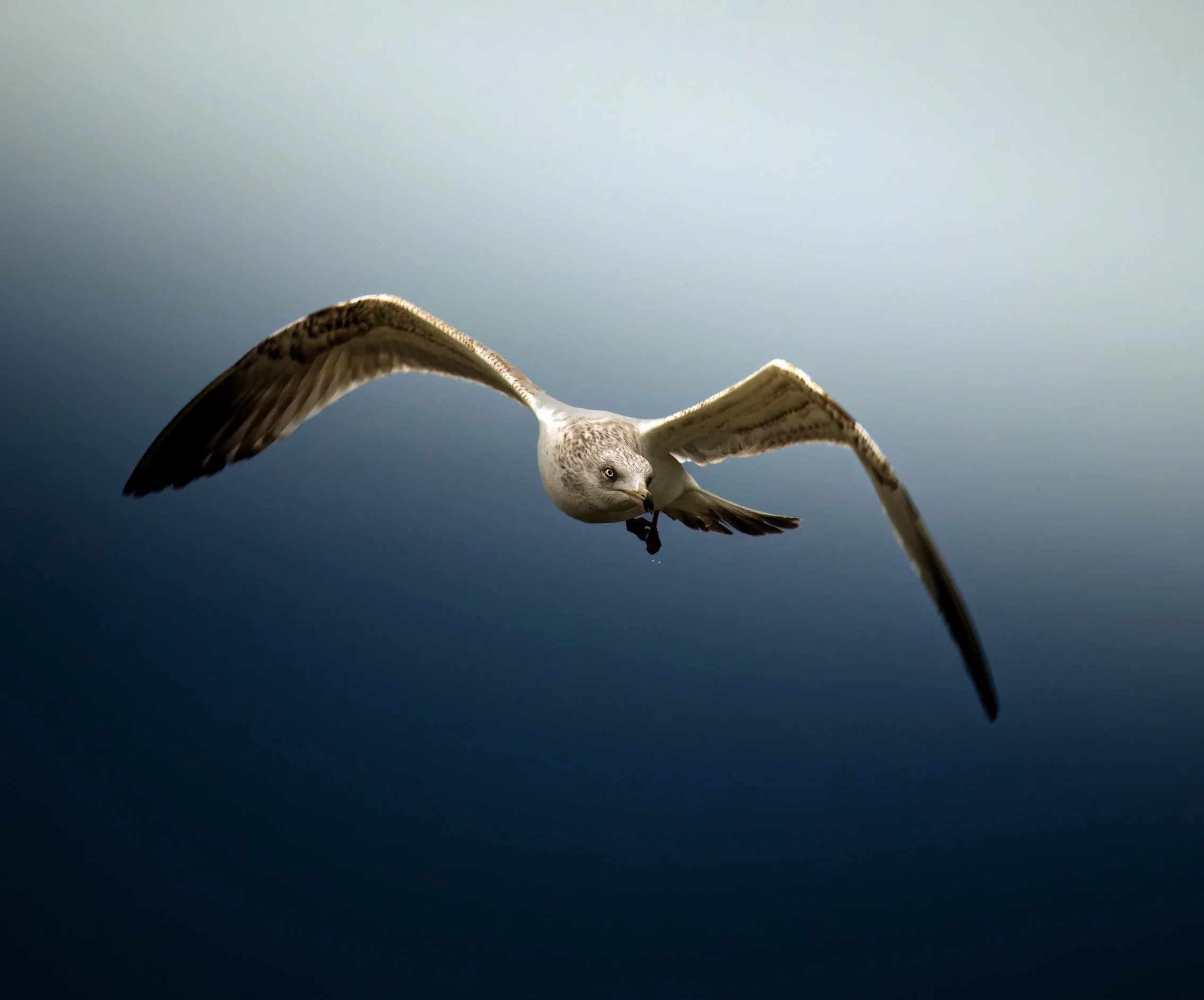 Project_26_Seagull.jpg