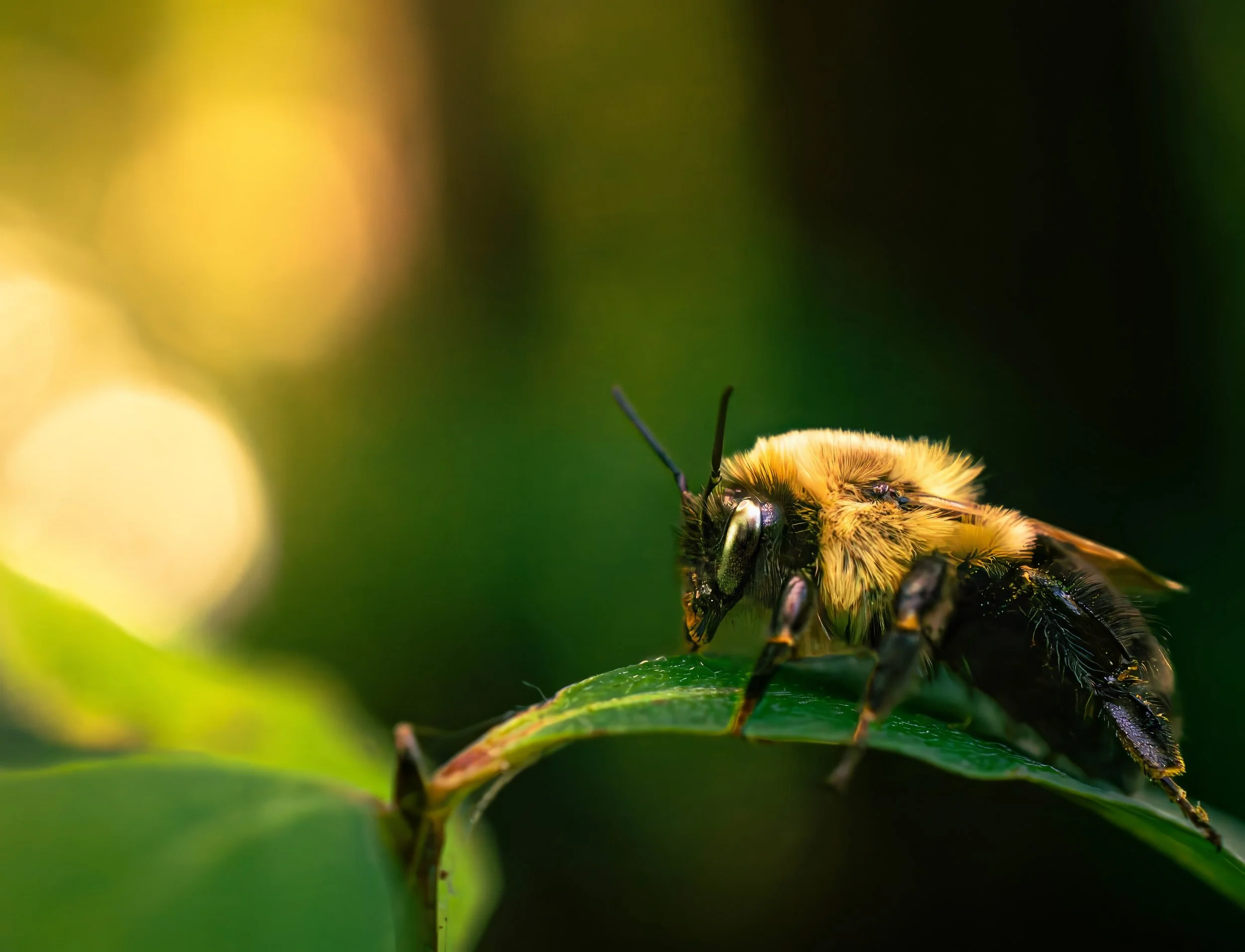 BeeBee1.jpg