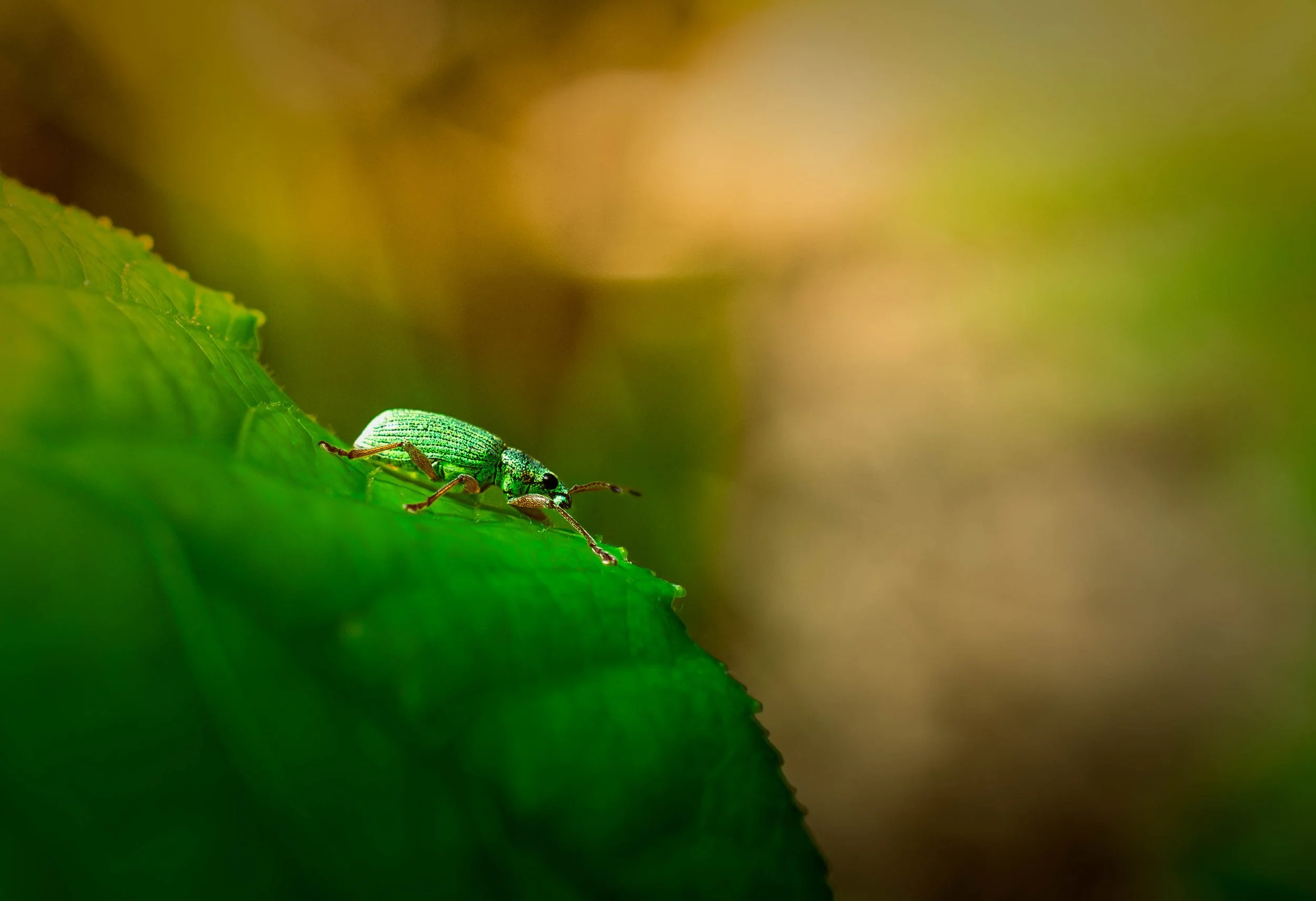 DungBeetle.jpg