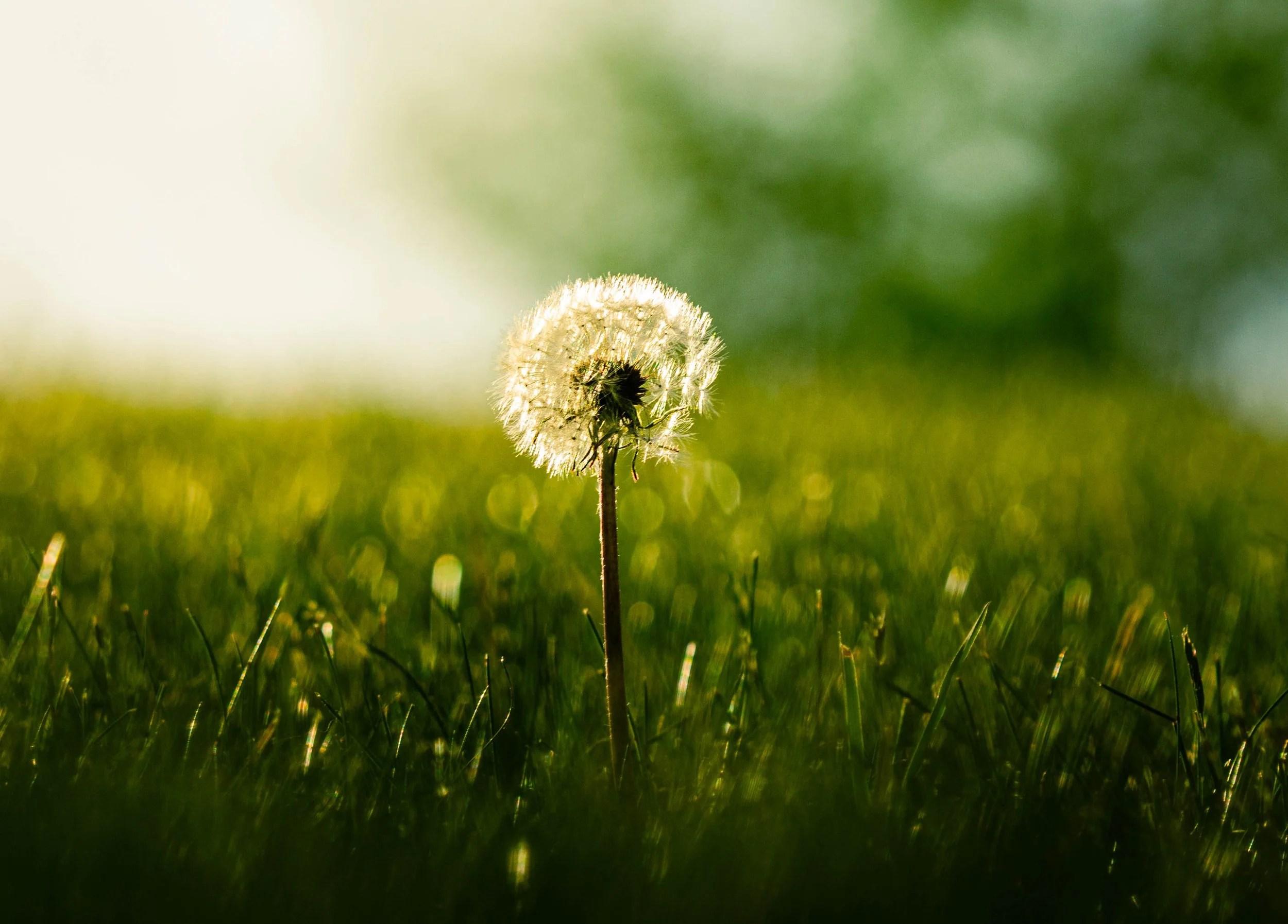 Dandelion2.0.jpg