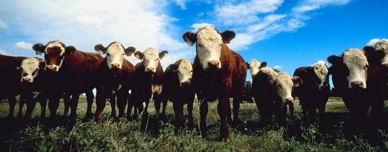 Feedlot_Banner.jpg