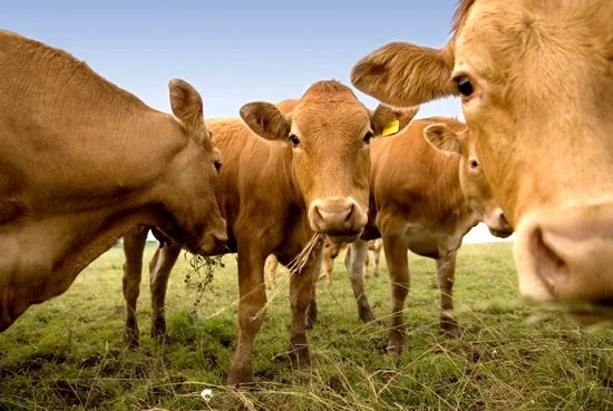 Feedlot Monitoring Plans.jpg