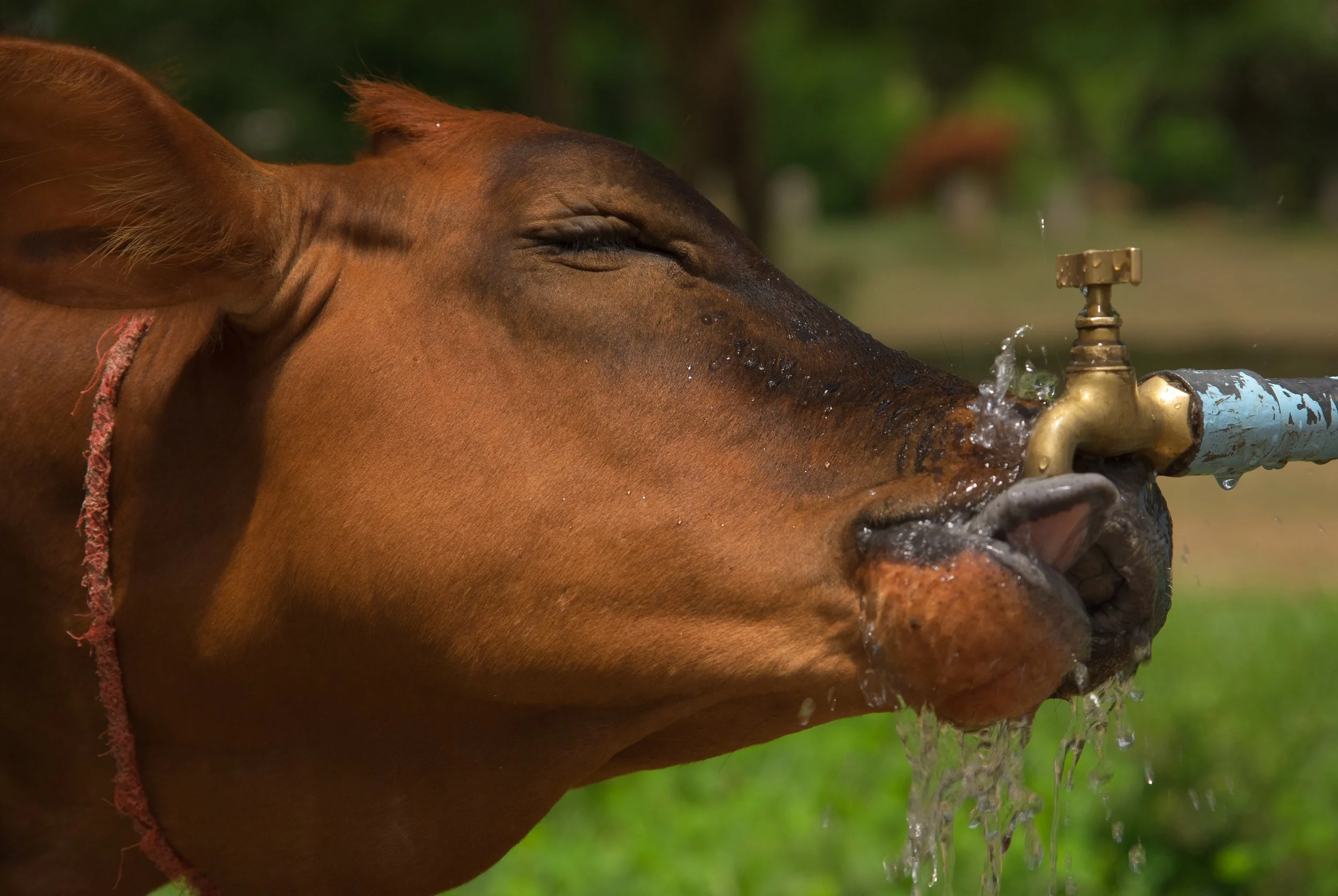 Feedlot Drinking Water.jpeg