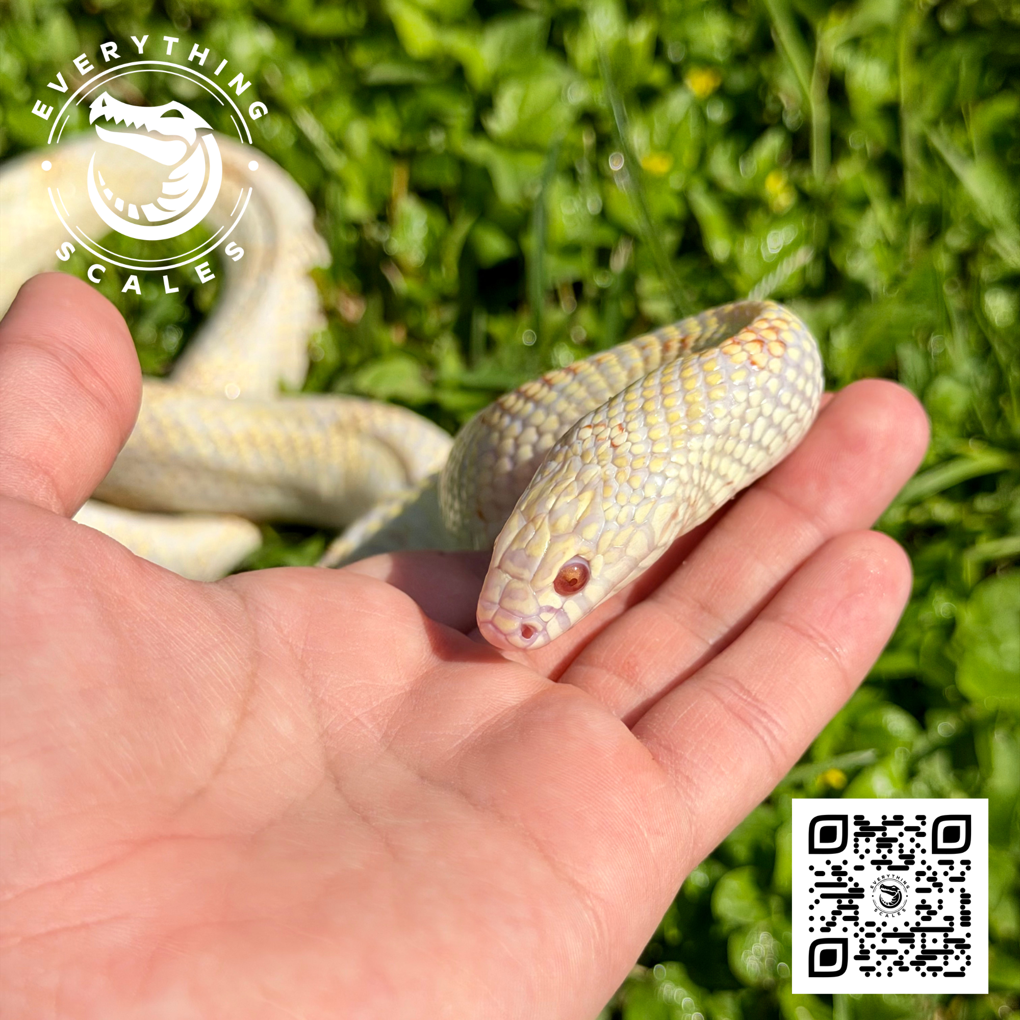 ALBINO GOINI ADULT 3.png
