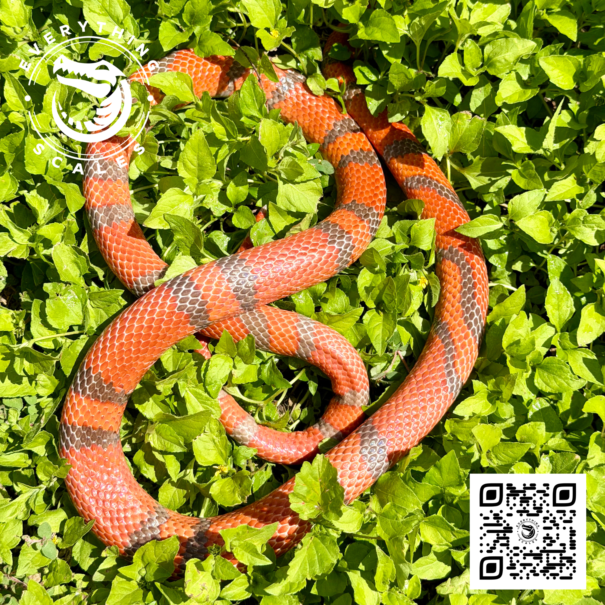 HYPO TANGERINE 4.png