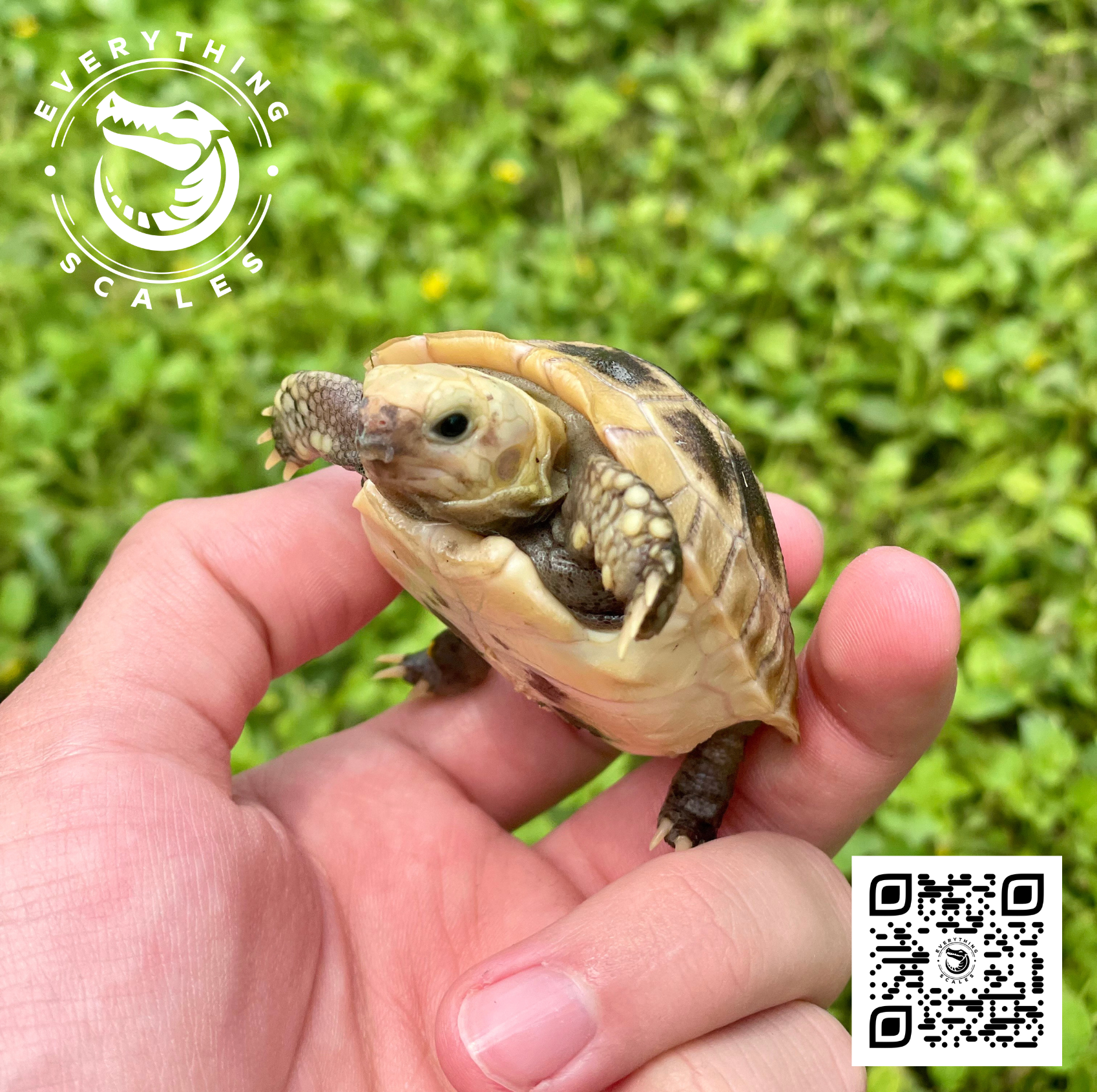 Elongated Tortoise 2.png