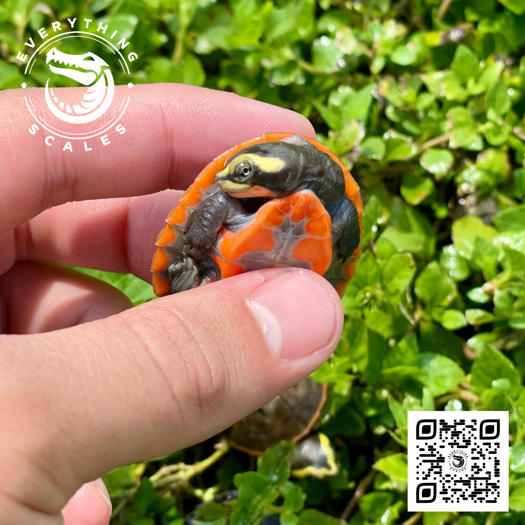 Baby Pinkbelly 2.png