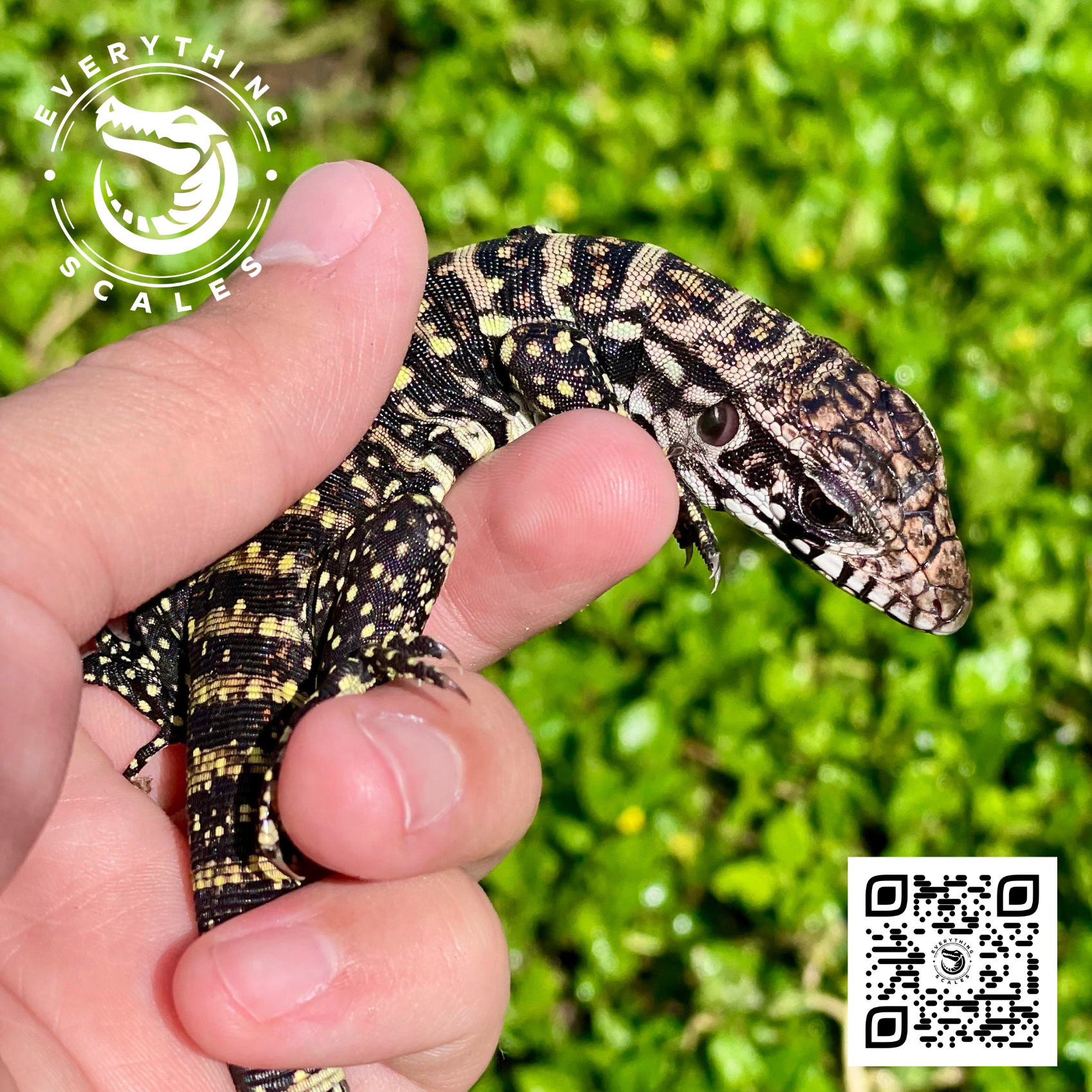 BABY BLUE TEGUS 1.png