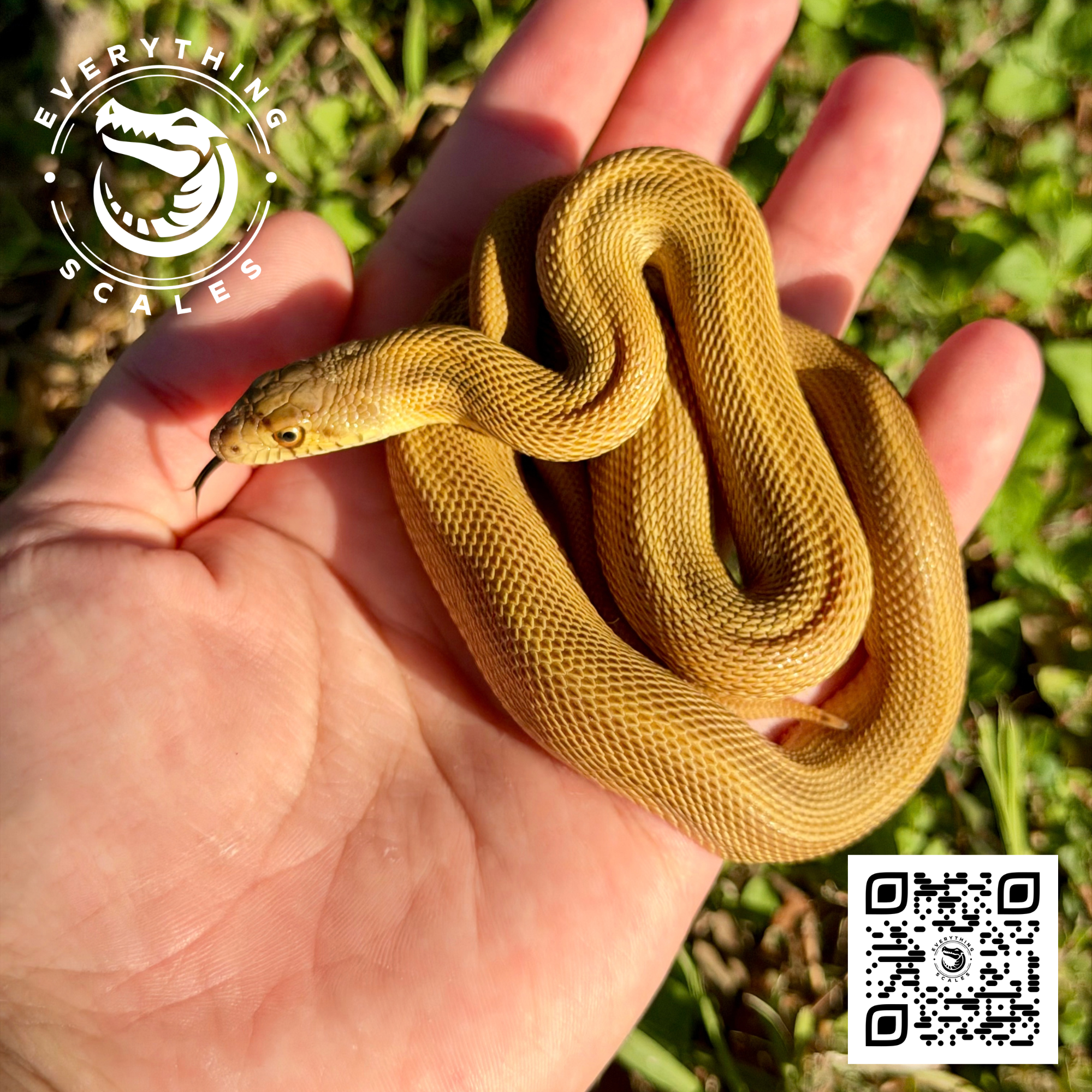 PATTERNLESS BULLSNAKE 2.png