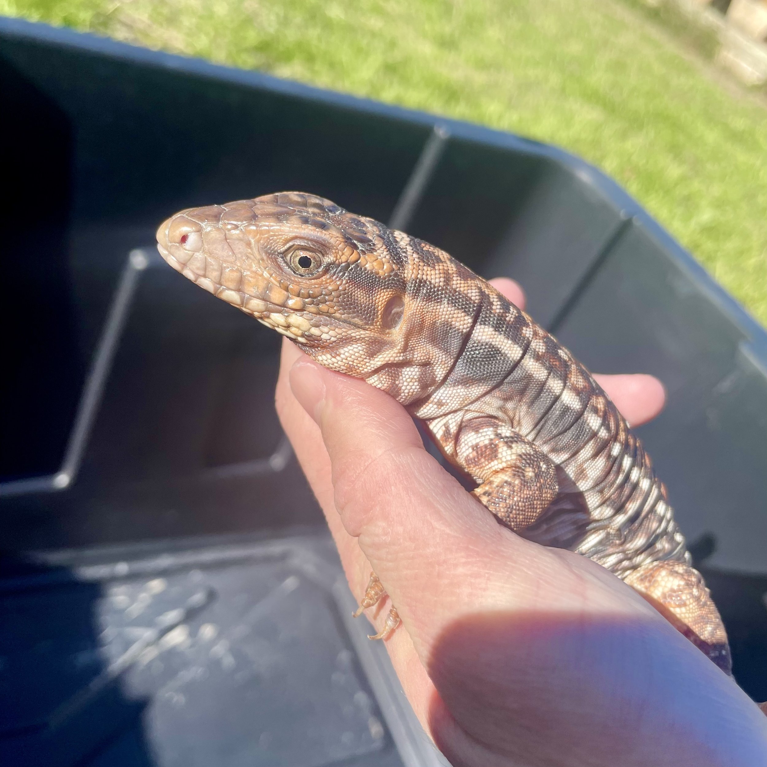 Red Tegus