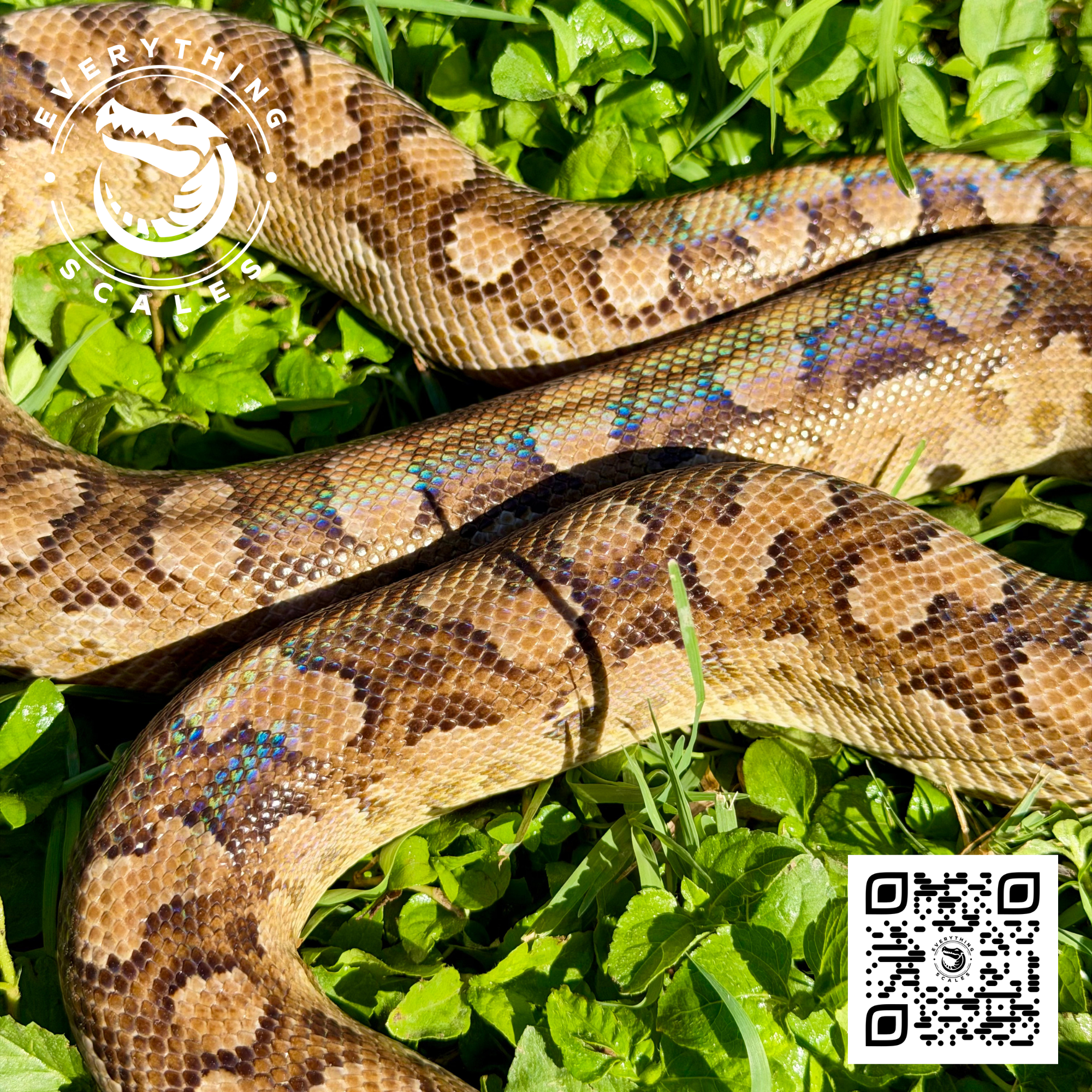 ARGENTINE RAINBOW BOA SUBA 7.png