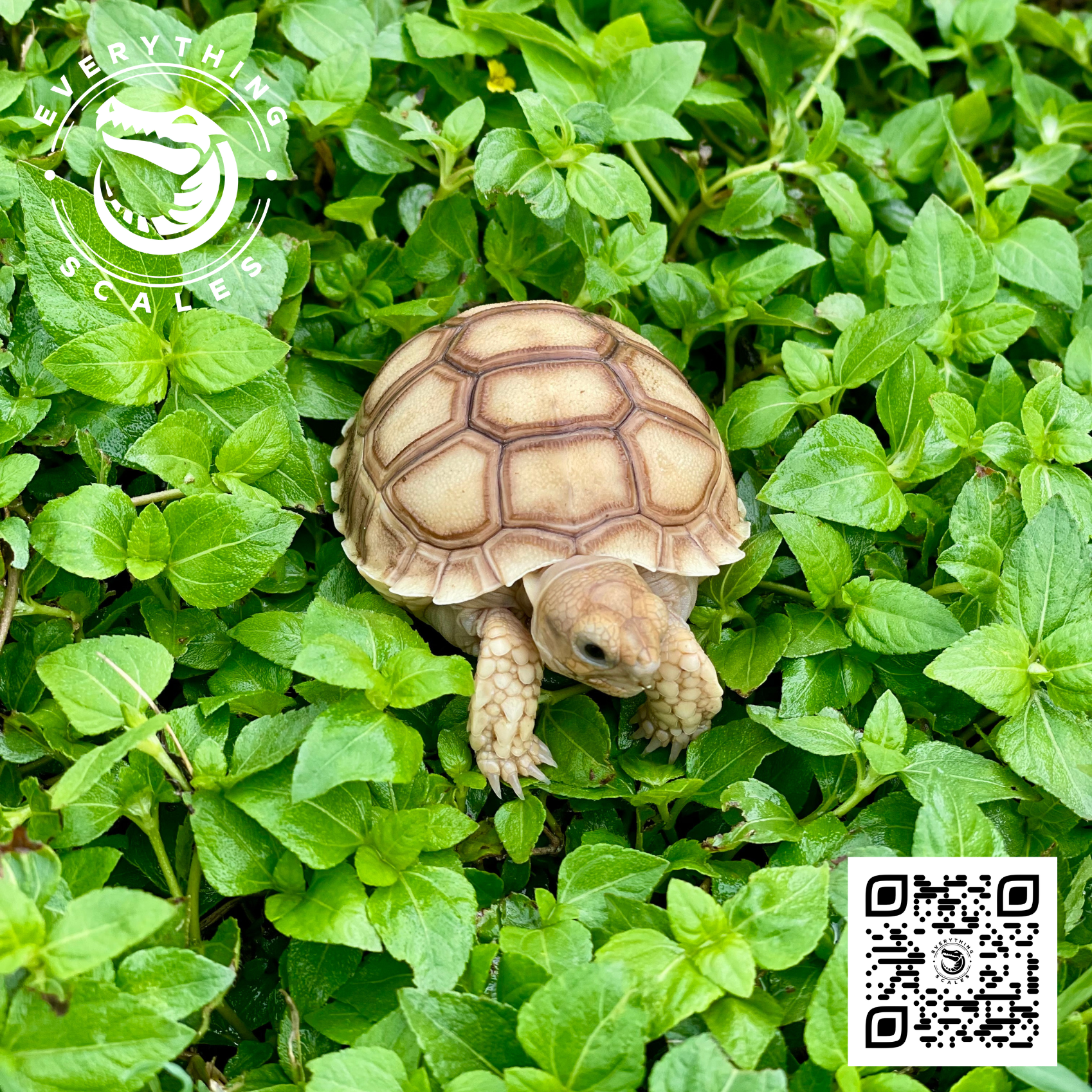 BABY SULCATA ON WEEDS.png