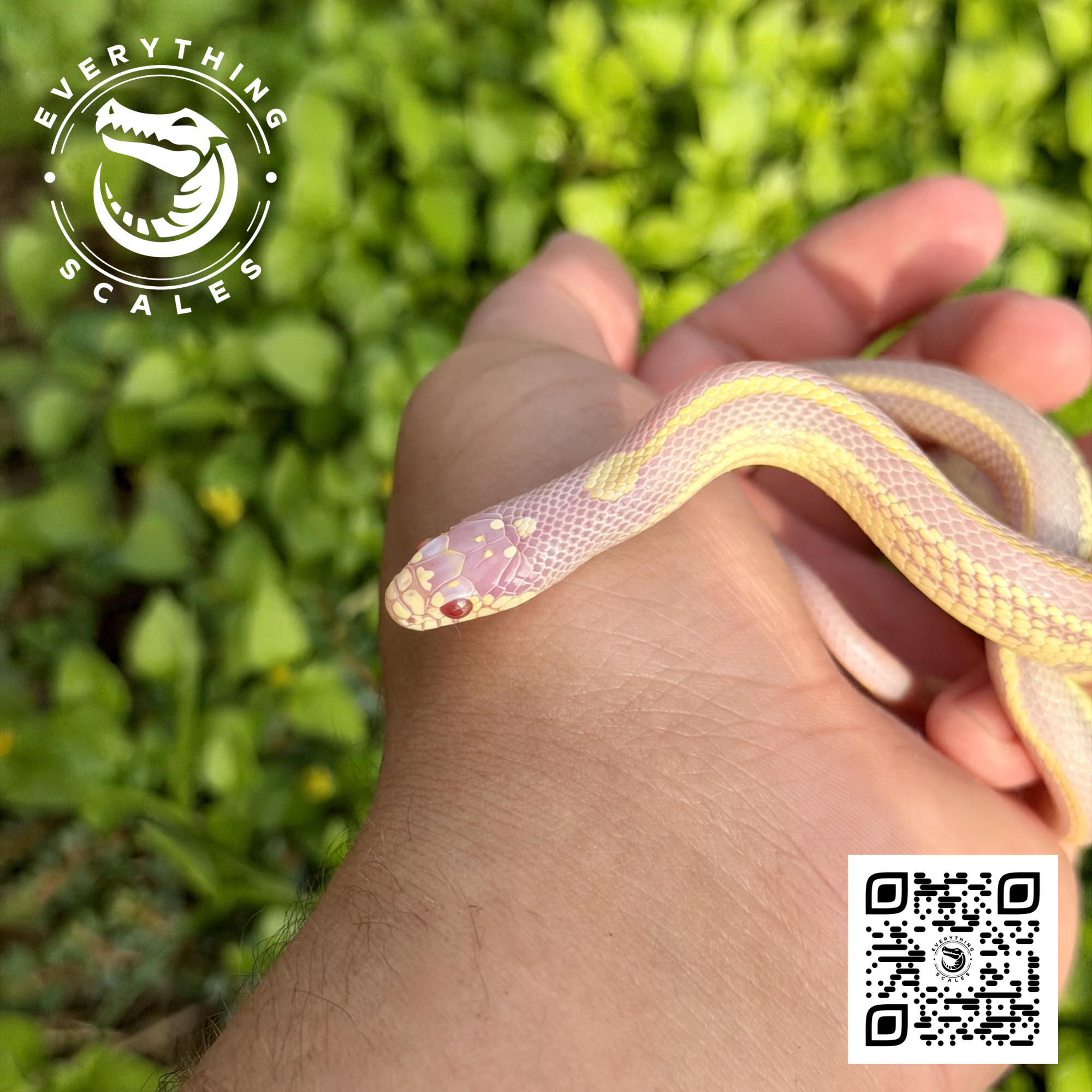 ALBINO STRIPED KING 2.png