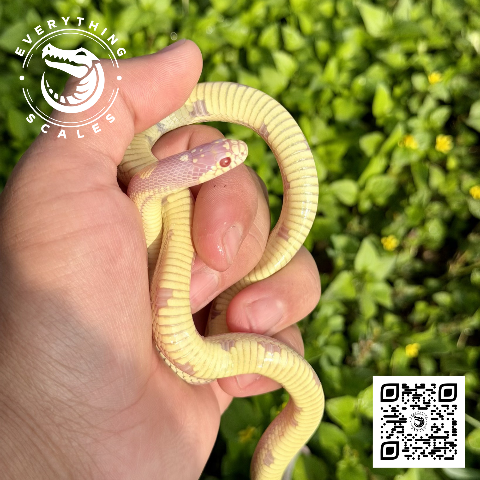 ALBINO STRIPED KING (CORRECTED).png