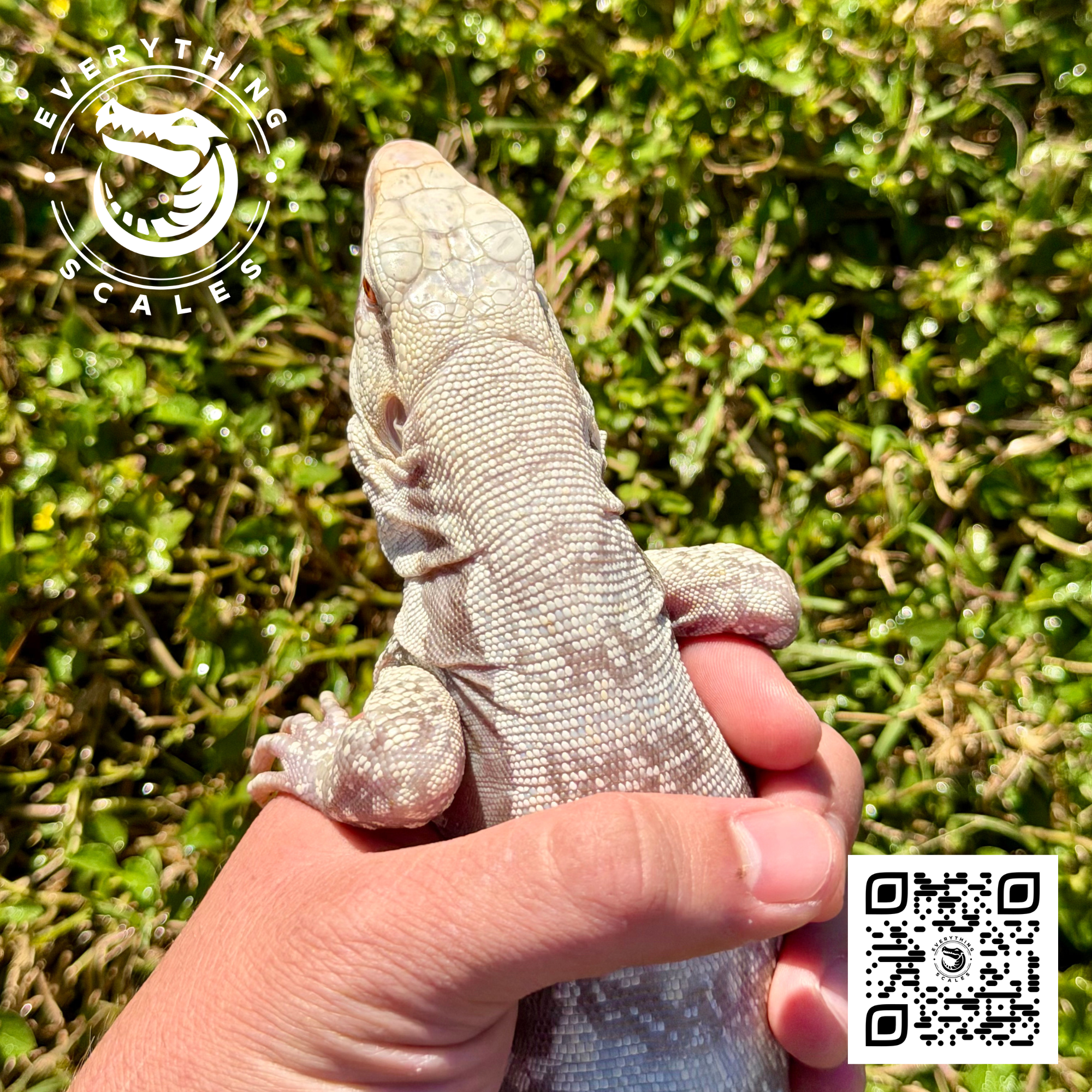 ALBINO BLUE 2.png