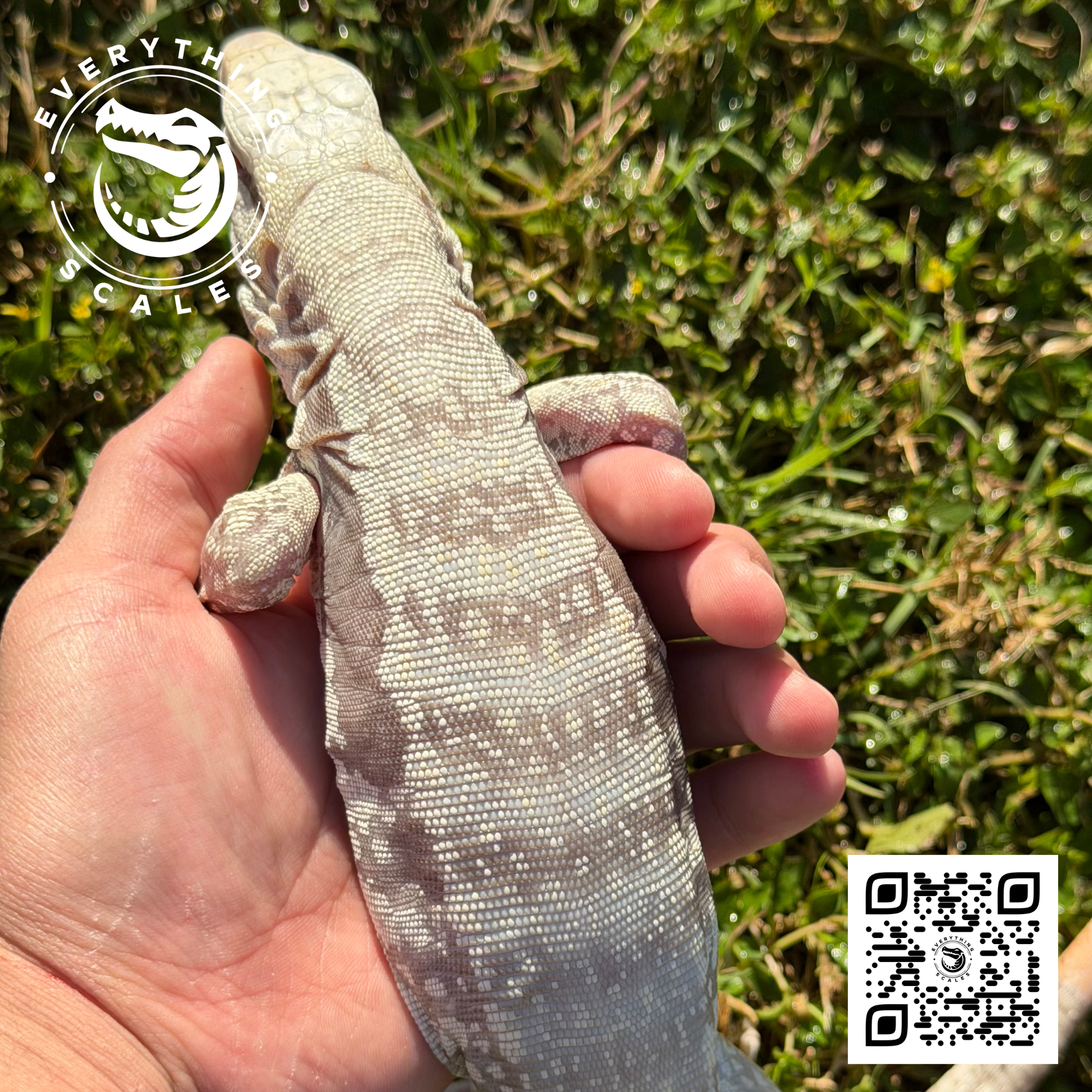 ALBINO BLUE 4.png